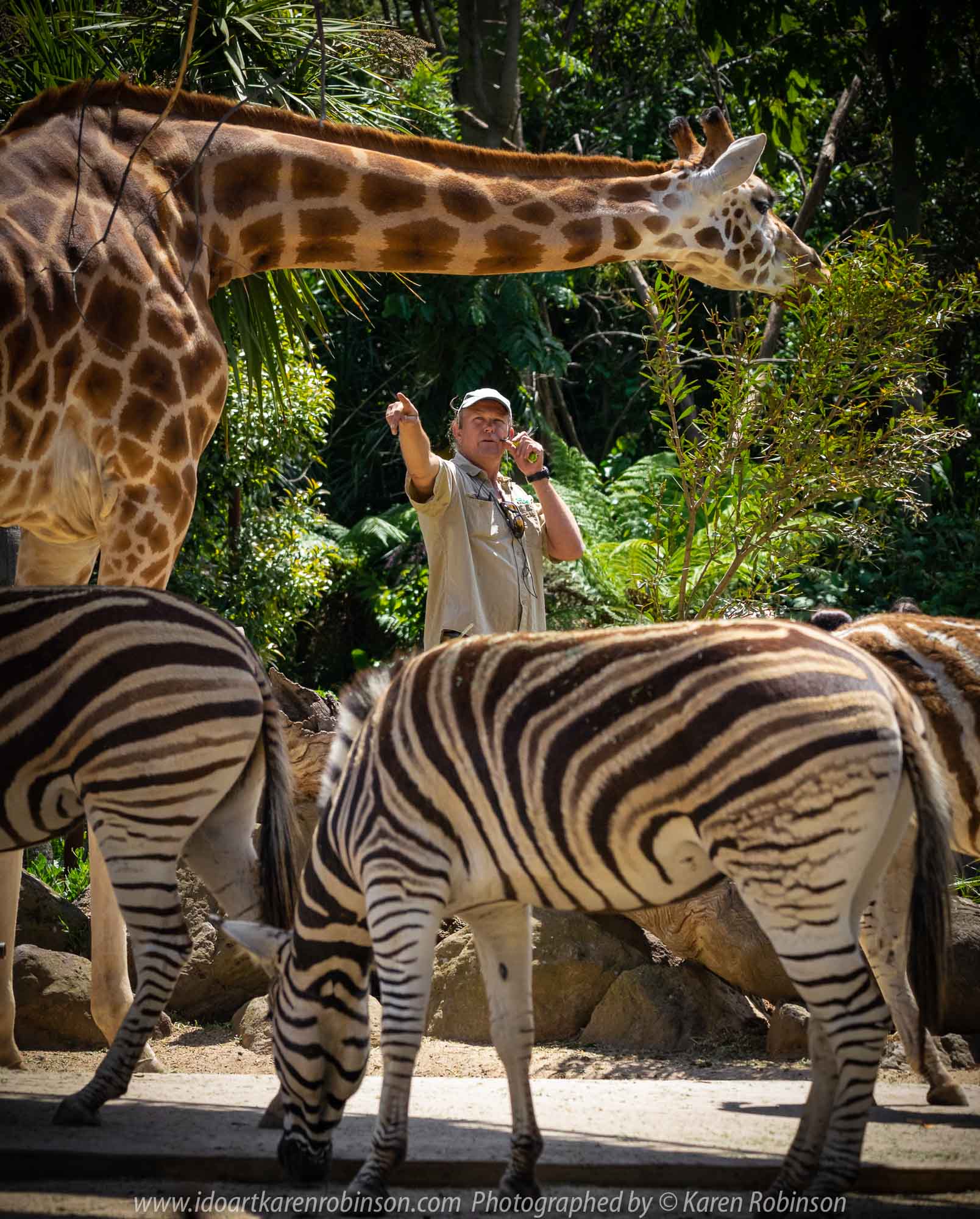 Parkville, Victoria - Australia 'Melbourne Zoo - Day 1' Photographed by Karen Robinson December 2018 Comments - We just became members of The Royal Melbourne Zoo and this was our first visit for decades, and how it has changed. Hubby and I spent just a couple of hours there with the intent to come back many other times during next year. Photograph featuring striking Zebras living alongside of the Giraffes and Zoo Keeper.
