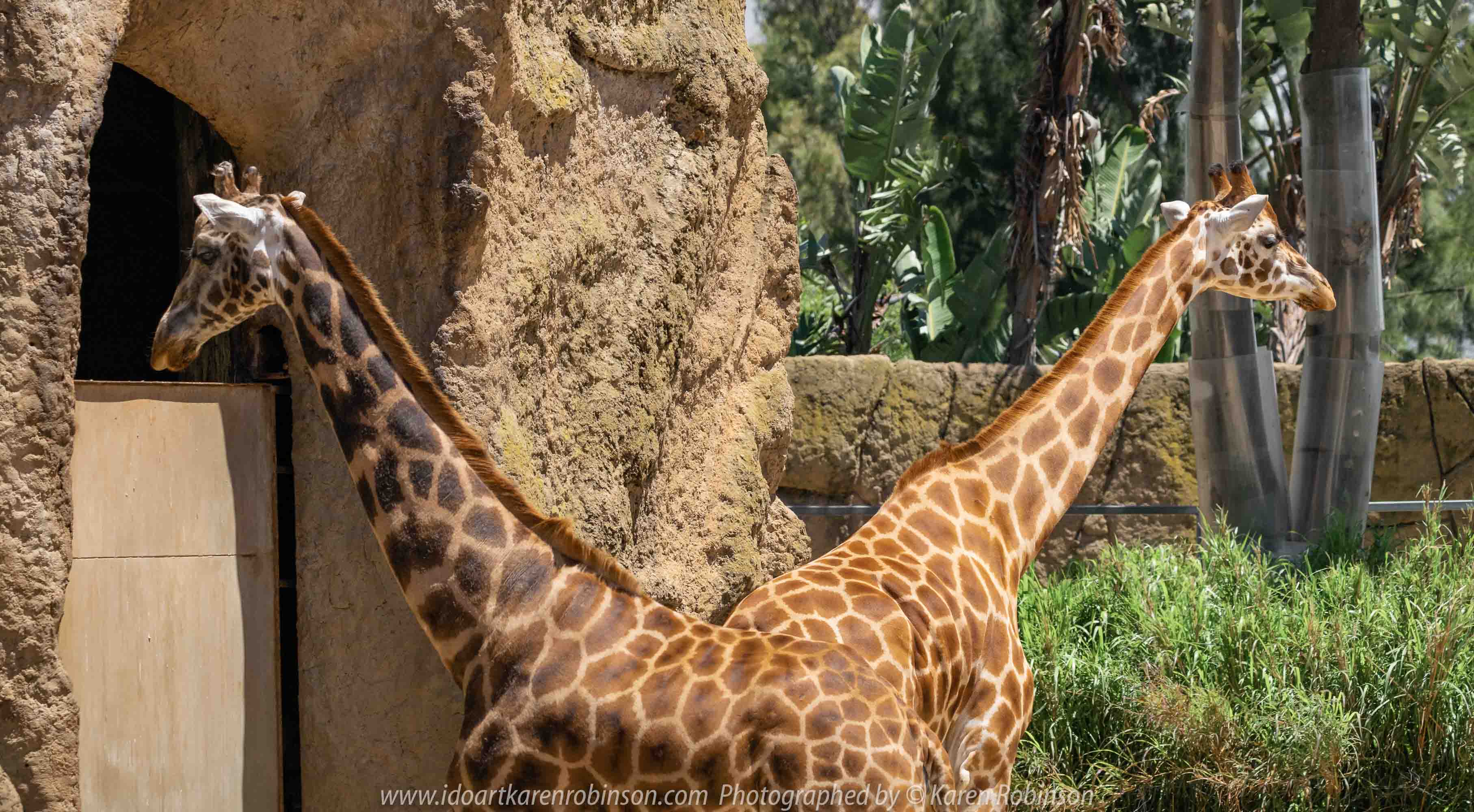 Parkville, Victoria - Australia 'Melbourne Zoo - Day 1' Photographed by Karen Robinson December 2018 Comments - We just became members of The Royal Melbourne Zoo and this was our first visit for decades, and how it has changed. Hubby and I spent just a couple of hours there with the intent to come back many other times during next year. Photograph featuring tall, elegant giraffes