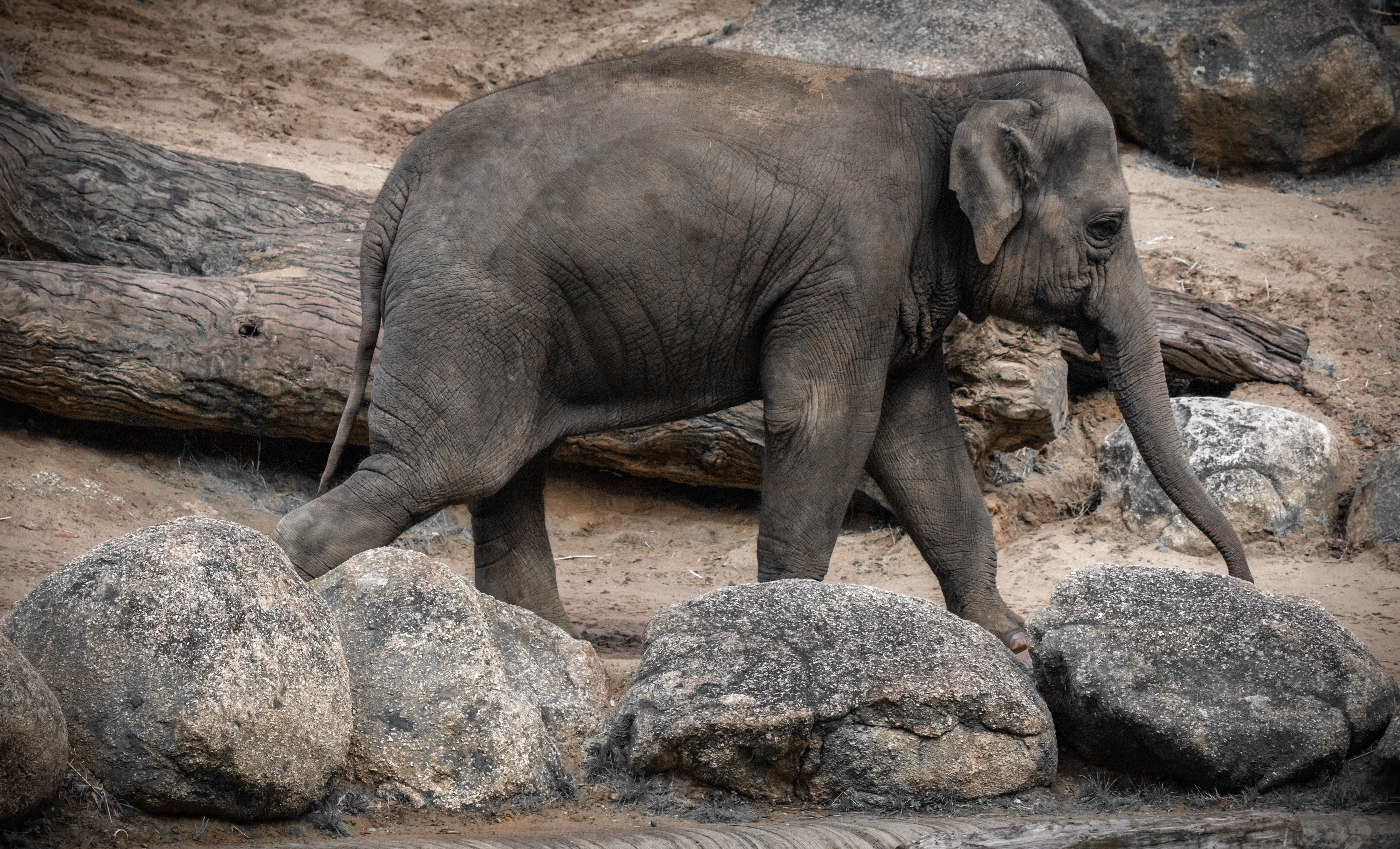 Parkville, Victoria - Australia 'Melbourne Zoo - Day 2' Photographed by Karen Robinson December 2018 Comments - Hubby and I decided to spend another day at the Zoo, this time concentrating on photographing the elephants.