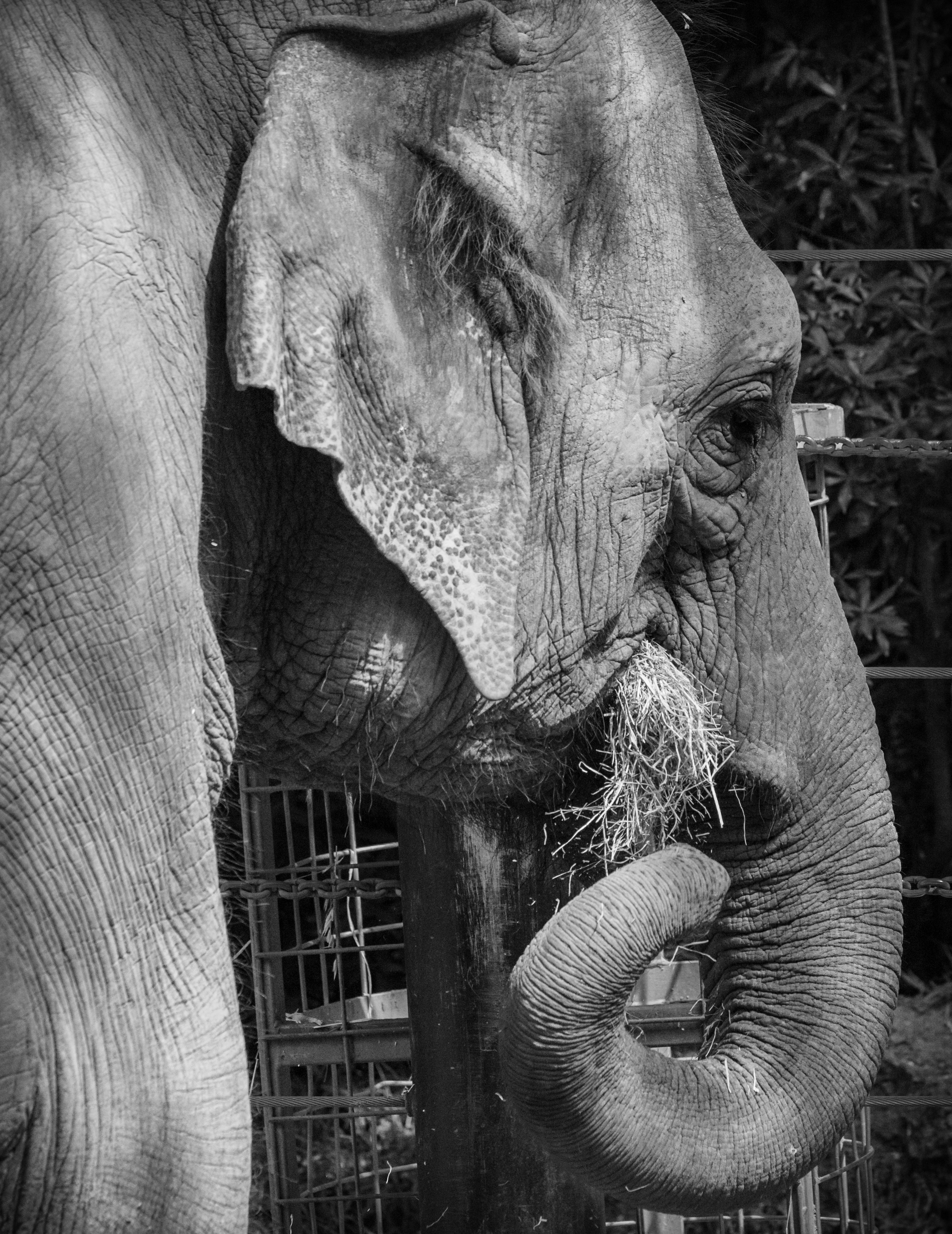 Parkville, Victoria - Australia 'Melbourne Zoo - Day 2' Photographed by Karen Robinson December 2018 Comments - Hubby and I decided to spend another day at the Zoo, this time concentrating on photographing the elephants.