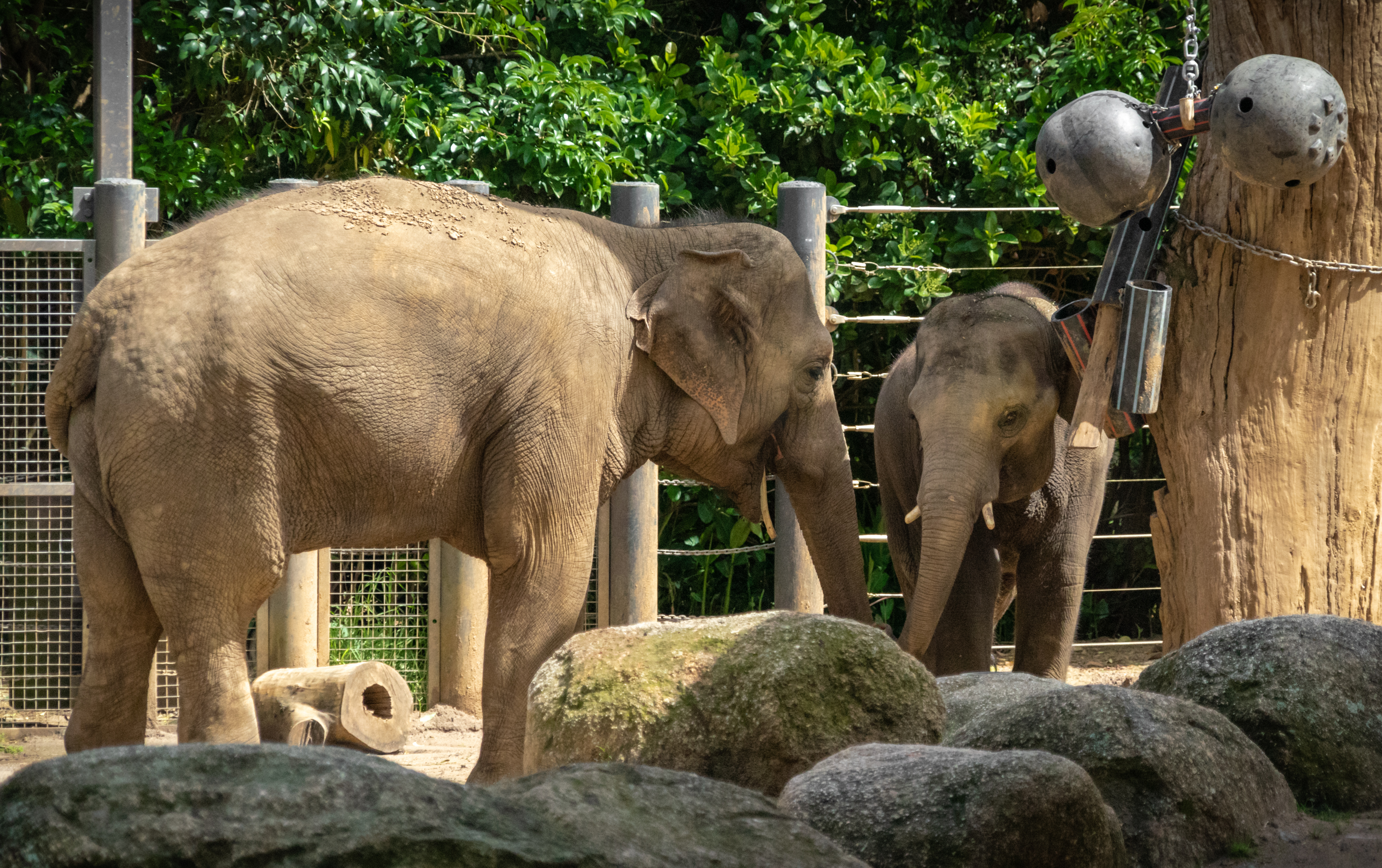 Parkville, Victoria - Australia 'Melbourne Zoo - Day 2' Photographed by Karen Robinson December 2018 Comments - Hubby and I decided to spend another day at the Zoo, this time concentrating on photographing the elephants.