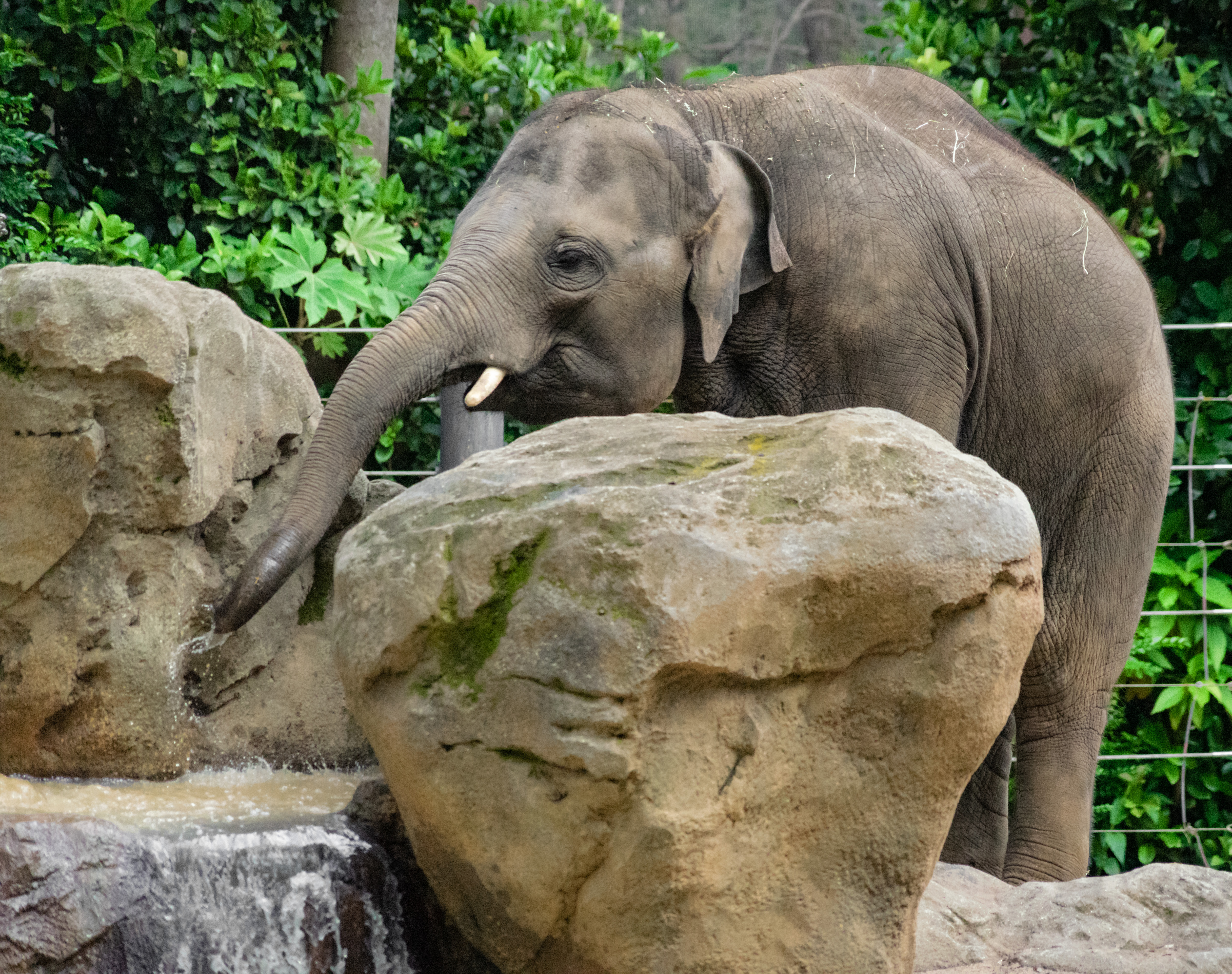 Parkville, Victoria - Australia 'Melbourne Zoo - Day 2' Photographed by Karen Robinson December 2018 Comments - Hubby and I decided to spend another day at the Zoo, this time concentrating on photographing the elephants.