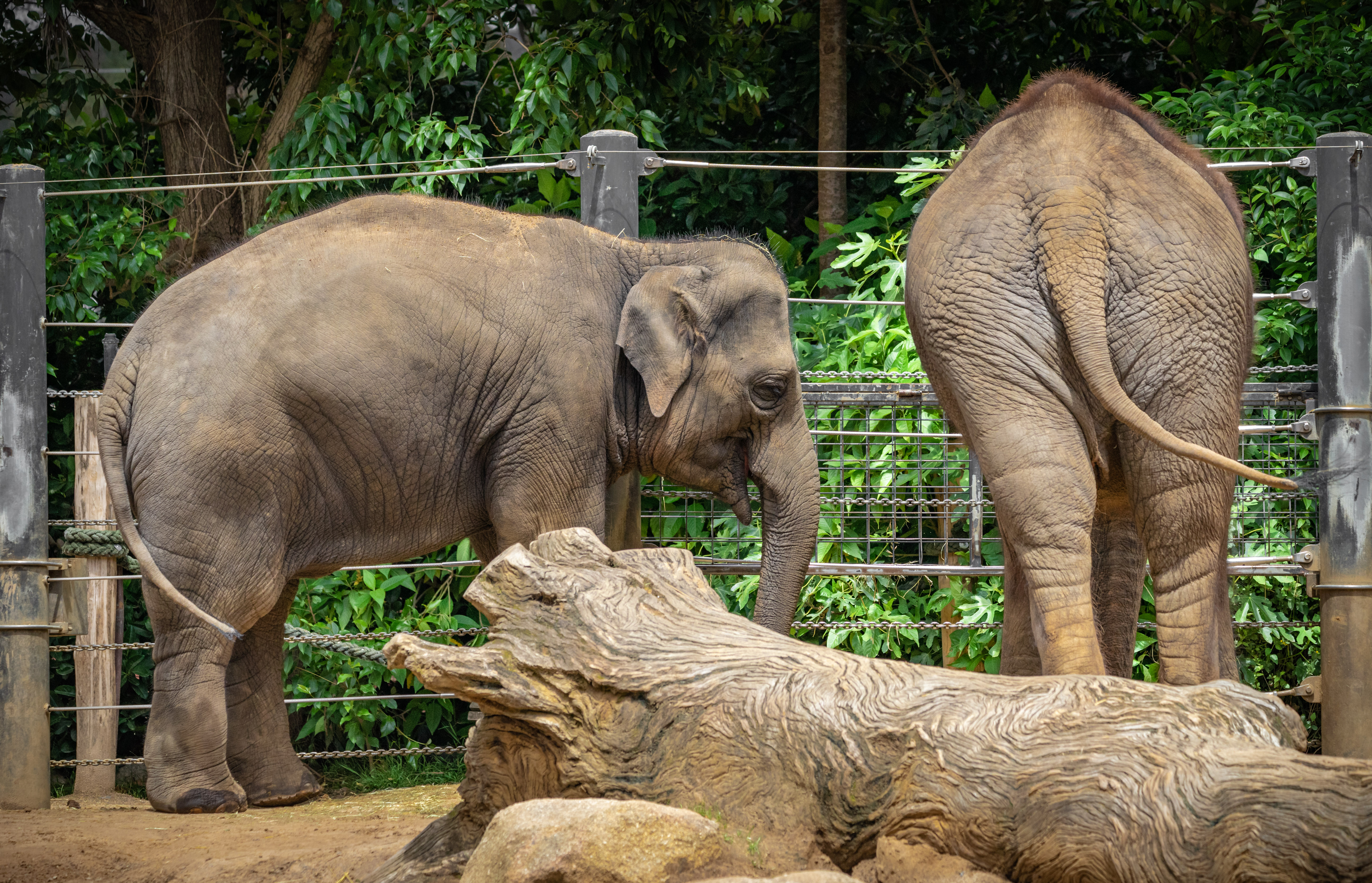 Parkville, Victoria - Australia 'Melbourne Zoo - Day 2' Photographed by Karen Robinson December 2018 Comments - Hubby and I decided to spend another day at the Zoo, this time concentrating on photographing the elephants.