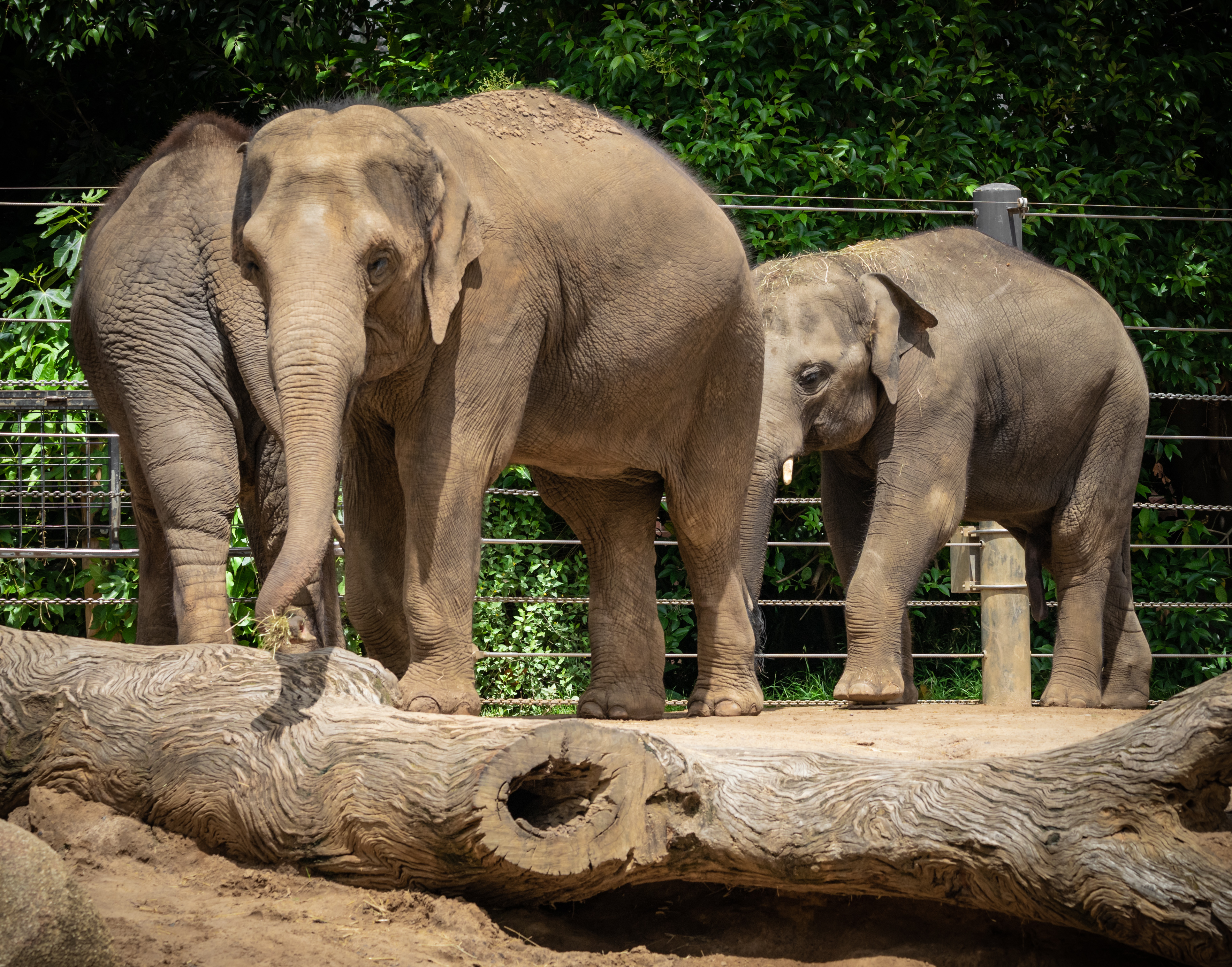 Parkville, Victoria - Australia 'Melbourne Zoo - Day 2' Photographed by Karen Robinson December 2018 Comments - Hubby and I decided to spend another day at the Zoo, this time concentrating on photographing the elephants.