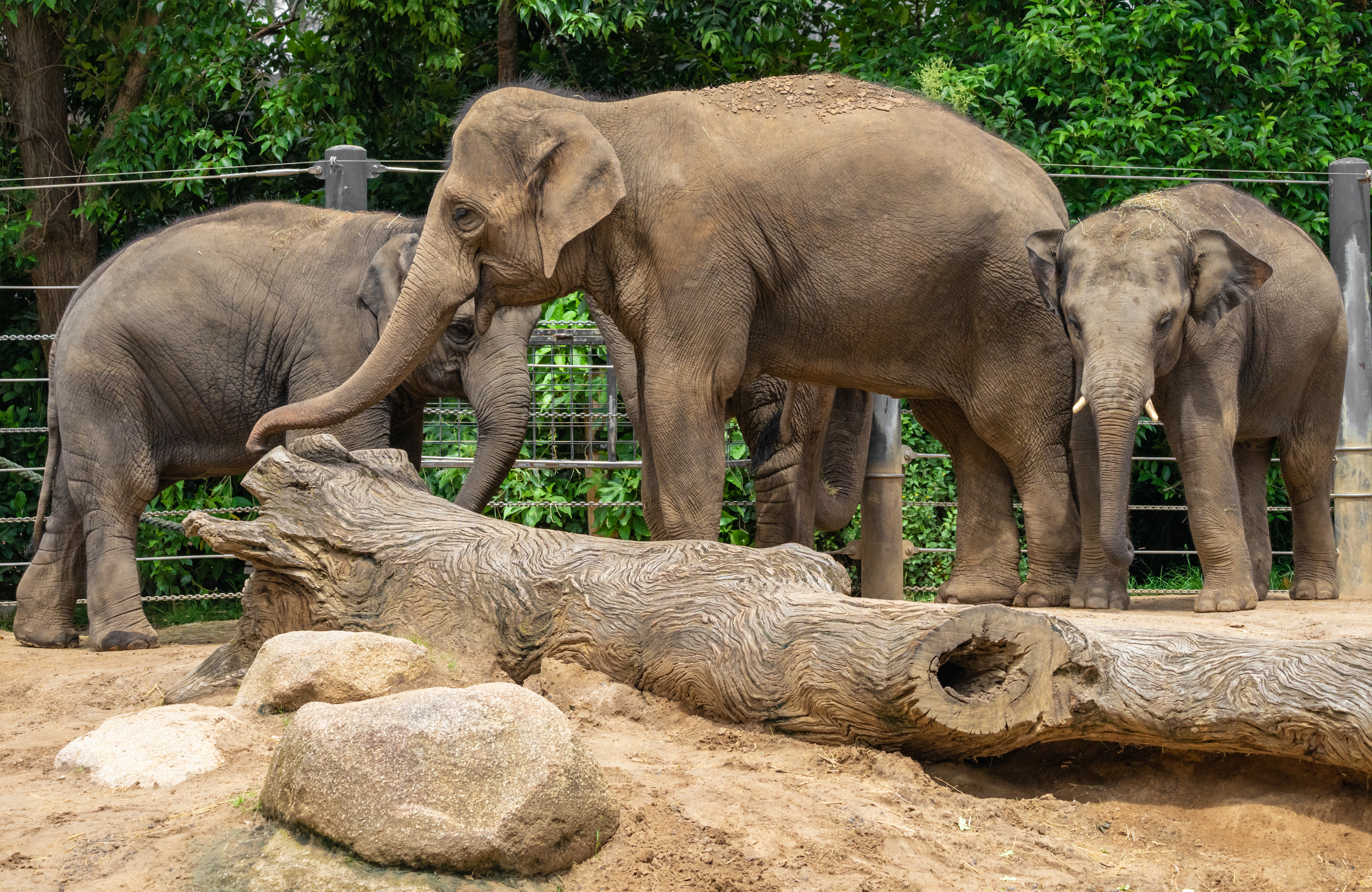 Parkville, Victoria - Australia 'Melbourne Zoo - Day 2' Photographed by Karen Robinson December 2018 Comments - Hubby and I decided to spend another day at the Zoo, this time concentrating on photographing the elephants.