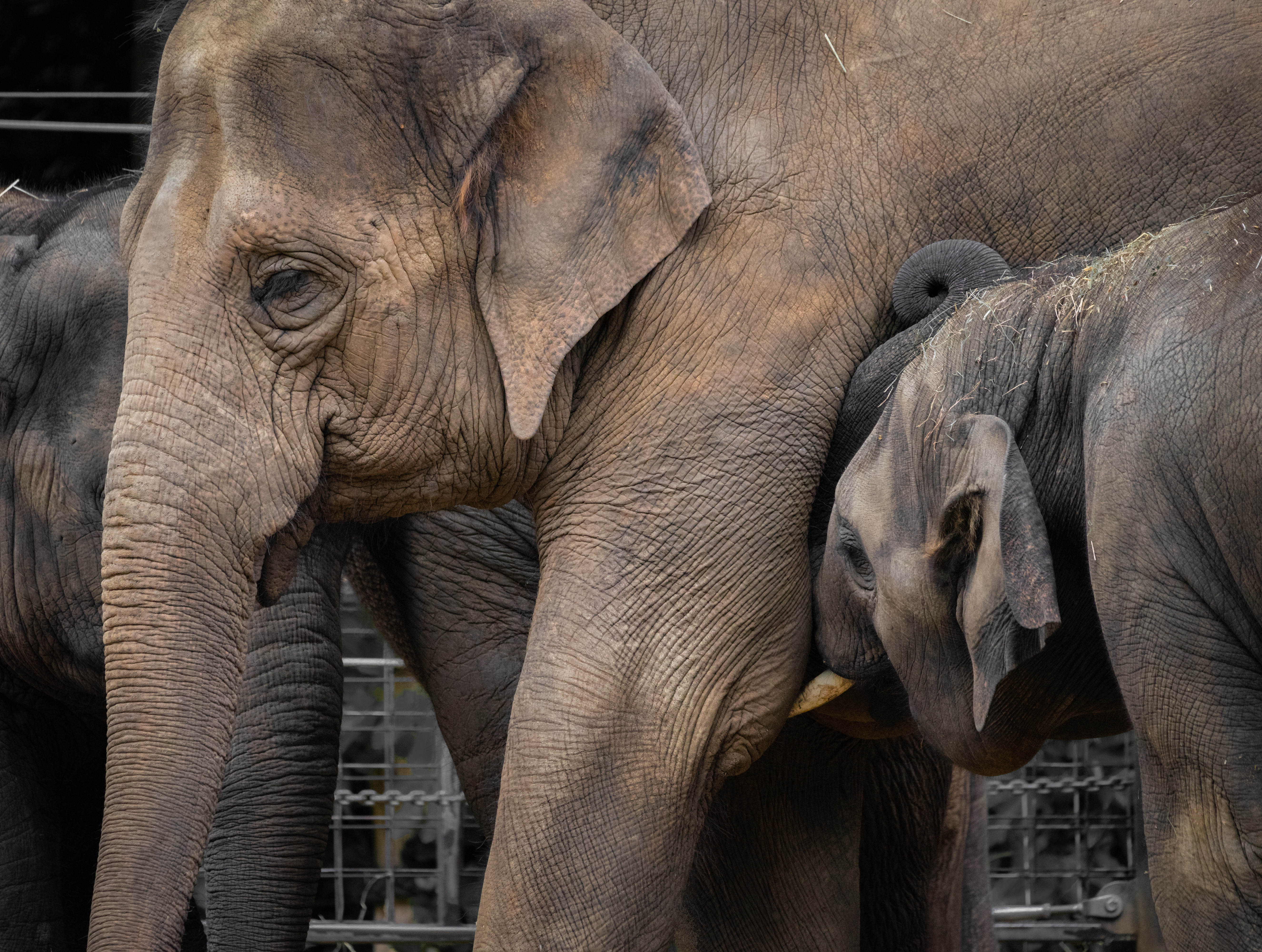 Parkville, Victoria - Australia 'Melbourne Zoo - Day 2' Photographed by Karen Robinson December 2018 Comments - Hubby and I decided to spend another day at the Zoo, this time concentrating on photographing the elephants.
