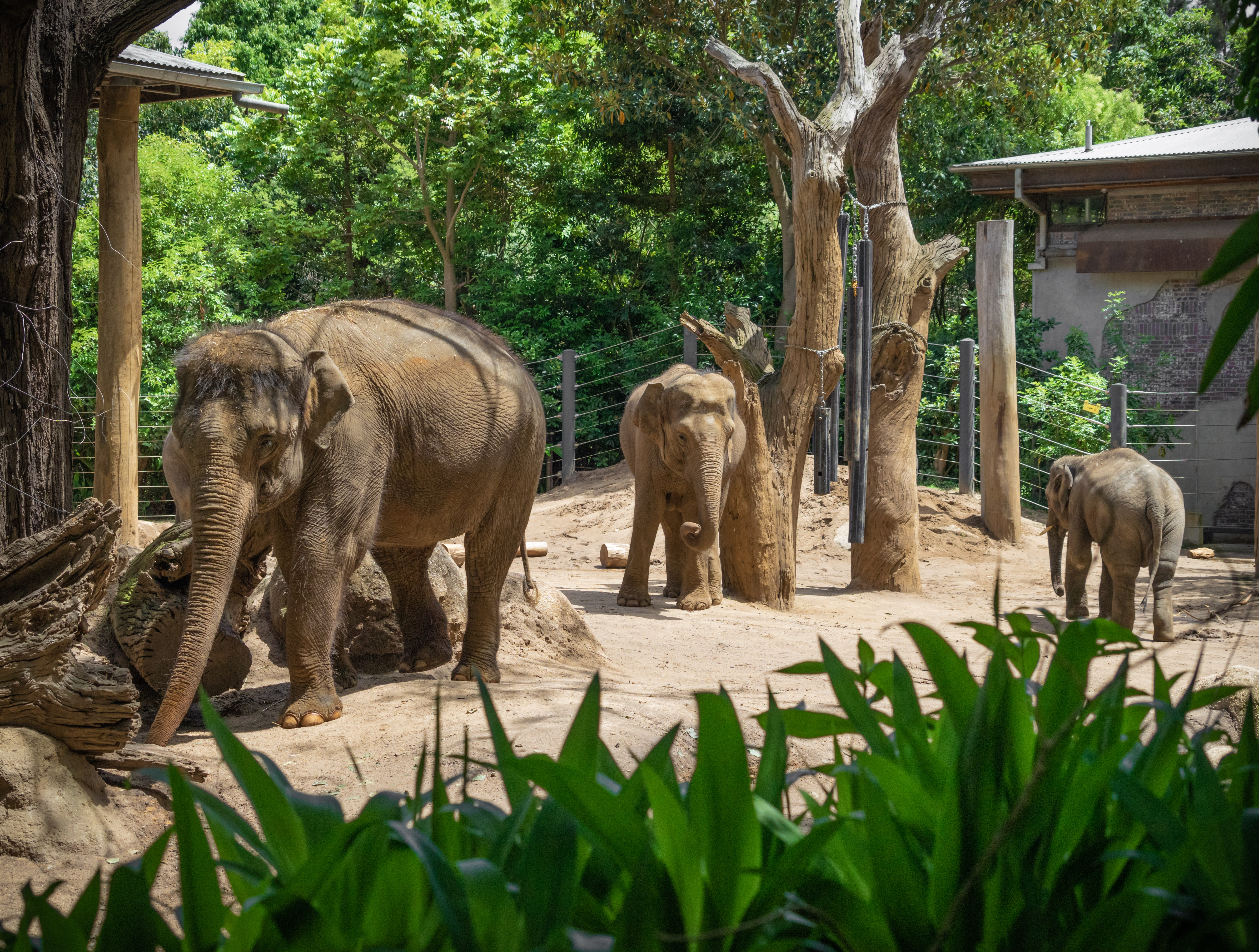 Parkville, Victoria - Australia 'Melbourne Zoo - Day 2' Photographed by Karen Robinson December 2018 Comments - Hubby and I decided to spend another day at the Zoo, this time concentrating on photographing the elephants.