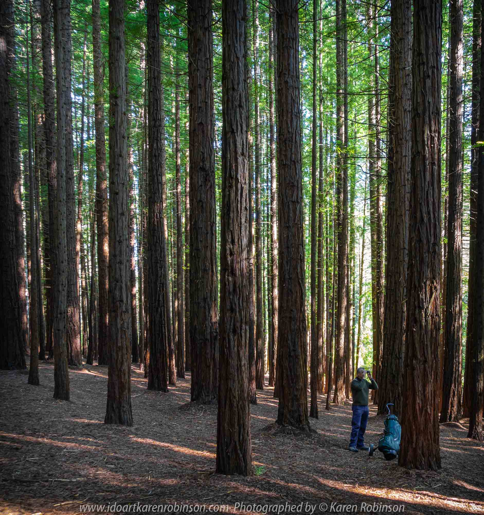 East Warburton, Victoria - Australia 'Redwood Forest and Cement Creek East Branch' Photographed by Karen Robinson December 2018 Comments: Wonderful stroll through the forest with a bonus finding the creek surrounded by lush green vegetation. Photograph featuring hubby gazing at the tall Redwood Forest.