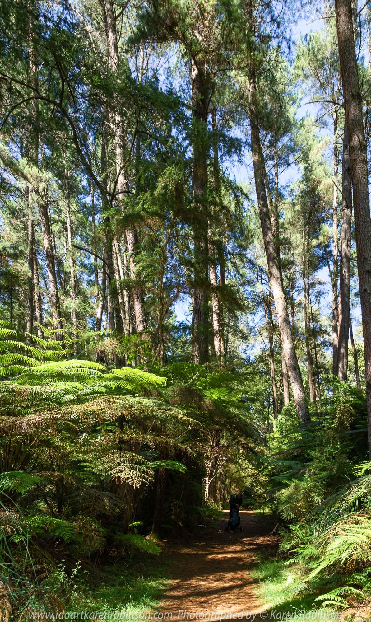 East Warburton, Victoria - Australia 'Redwood Forest and Cement Creek East Branch' Photographed by Karen Robinson December 2018 Comments: Wonderful stroll through the forest with a bonus finding the creek surrounded by lush green vegetation.