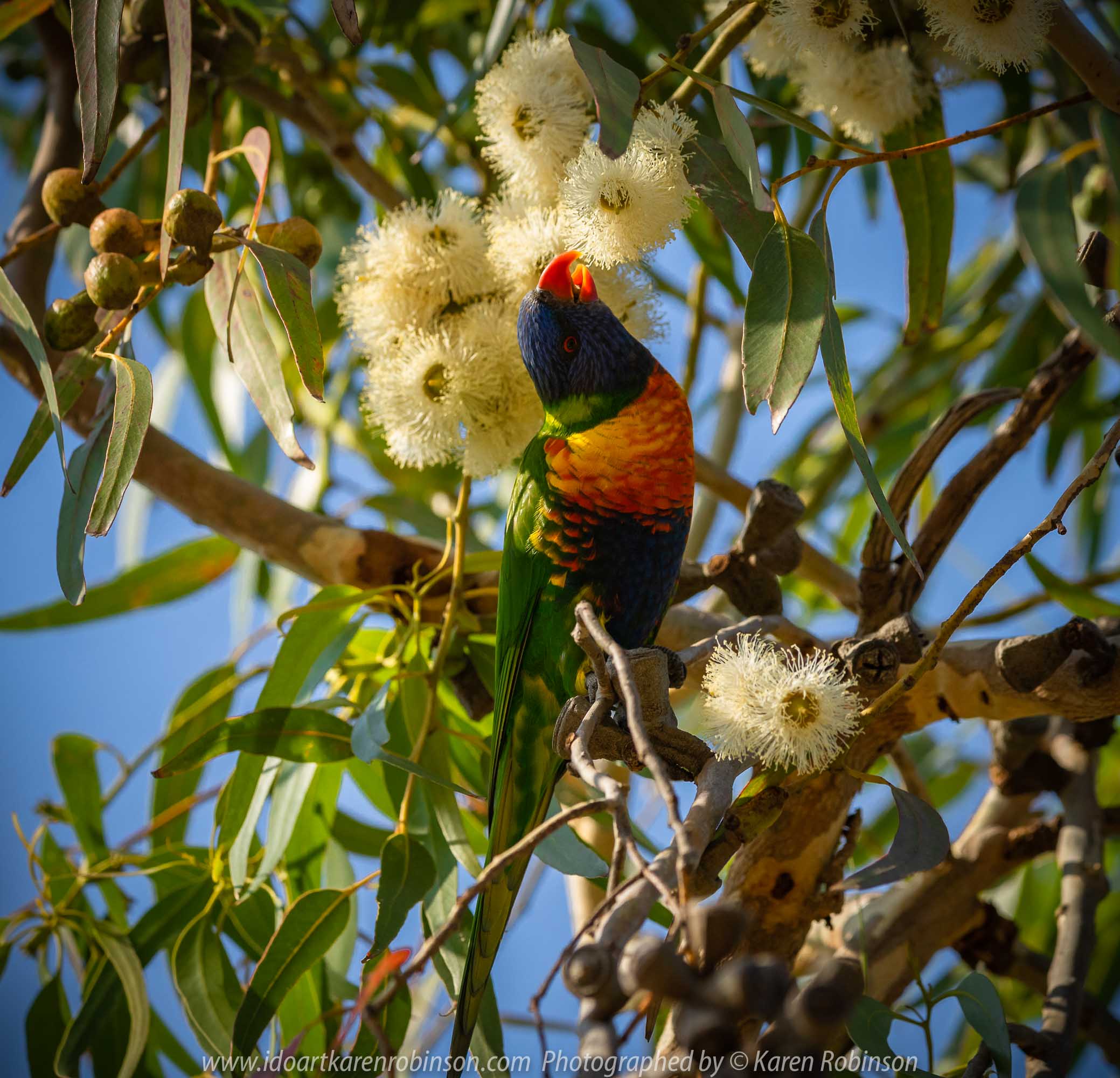 Barwon Heads, Victoria - Australia 'Sunrise at the Beachfront' Photographed by Karen Robinson March 2019 Comments - A beautiful morning with hubby visiting the area of Barwon Heads and some surrounding areas photographing the sunrise, the ocean beach and local native birdlife. Photograph featuring Rainbow Lorikeet.