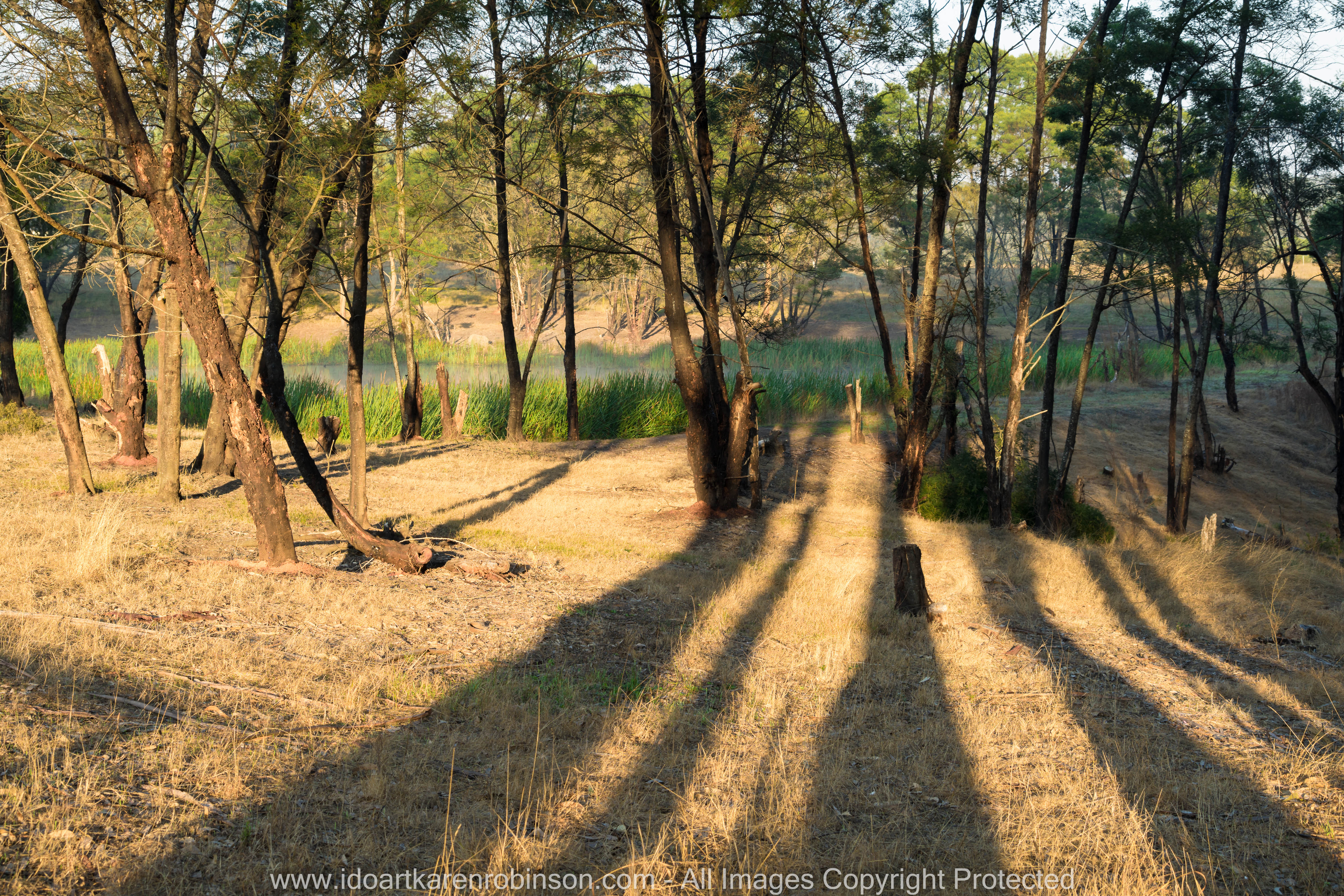Bruthen, Victoria - Australia 'Farmland'_Photographed by ©Karen Robinson_www.idoartkarenrobinson.com_April 2017. Comments: My husband, daughter and I spent some time at my husband's brother's farm where we got to reconnect with nature. The early mornings were particularly beautiful, especially how the rising sun light stretched out across and through the trees, leaving long casing shadows.