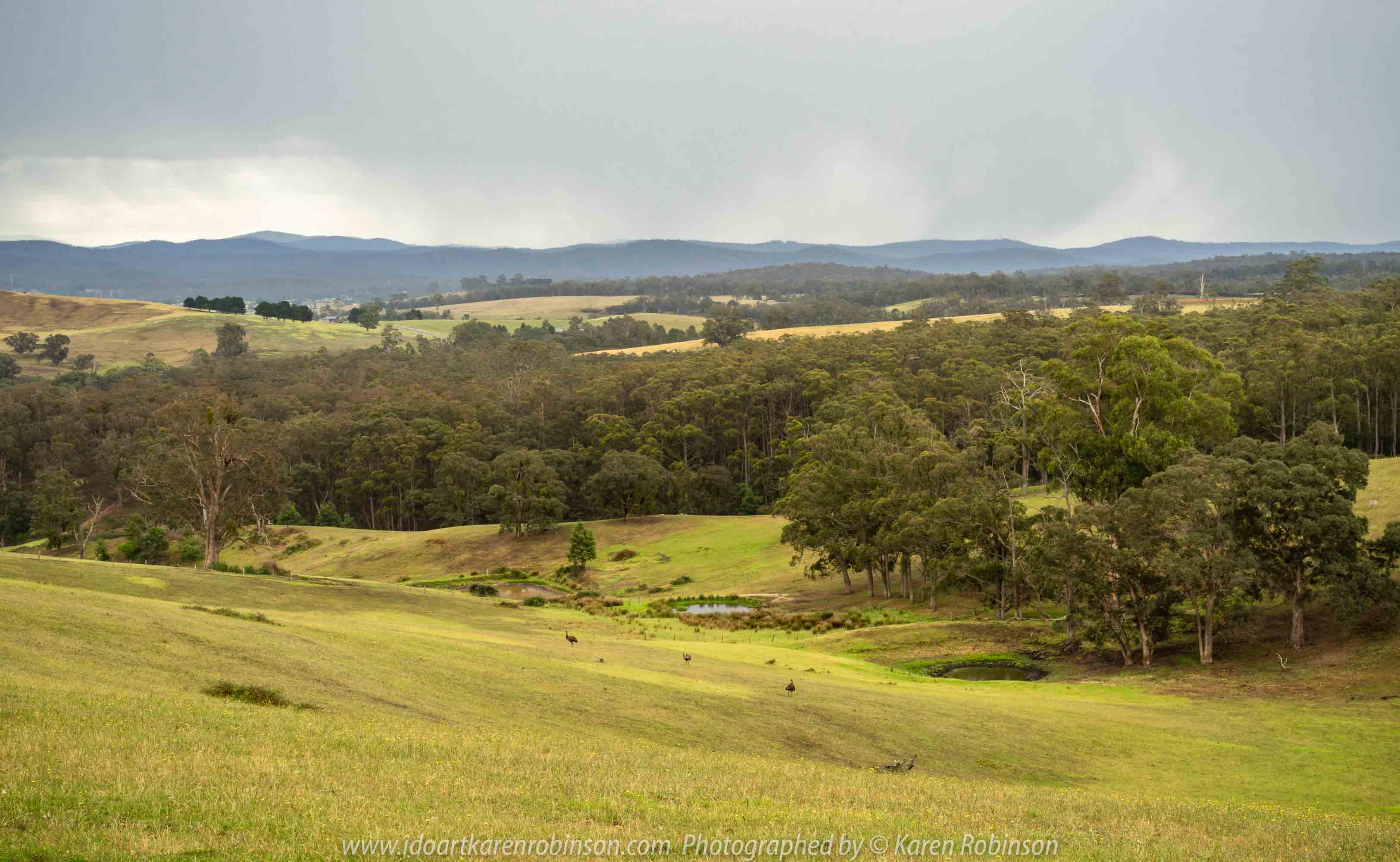 Bruthen, Victoria - Australia 'Wards Road Region' Photographed by Karen Robinson December 2018 Comments - Early morning drive along Wards Road, a back road that winds through beautiful local farming properties.