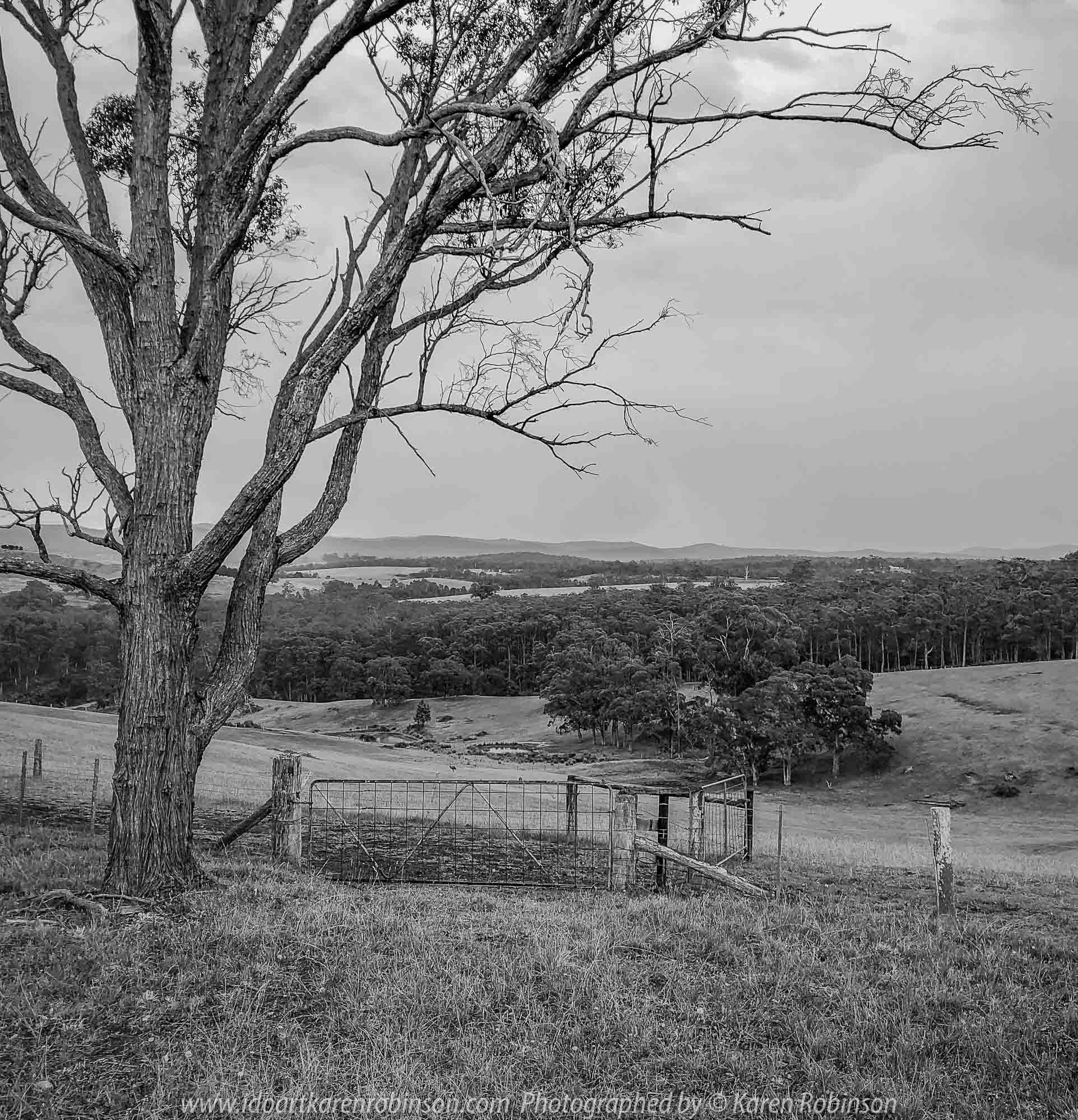 Bruthen, Victoria - Australia 'Wards Road Region' Photographed by Karen Robinson December 2018 Comments - Early morning drive along Wards Road, a back road that winds through beautiful local farming properties. Photograph transformed into a black and white.