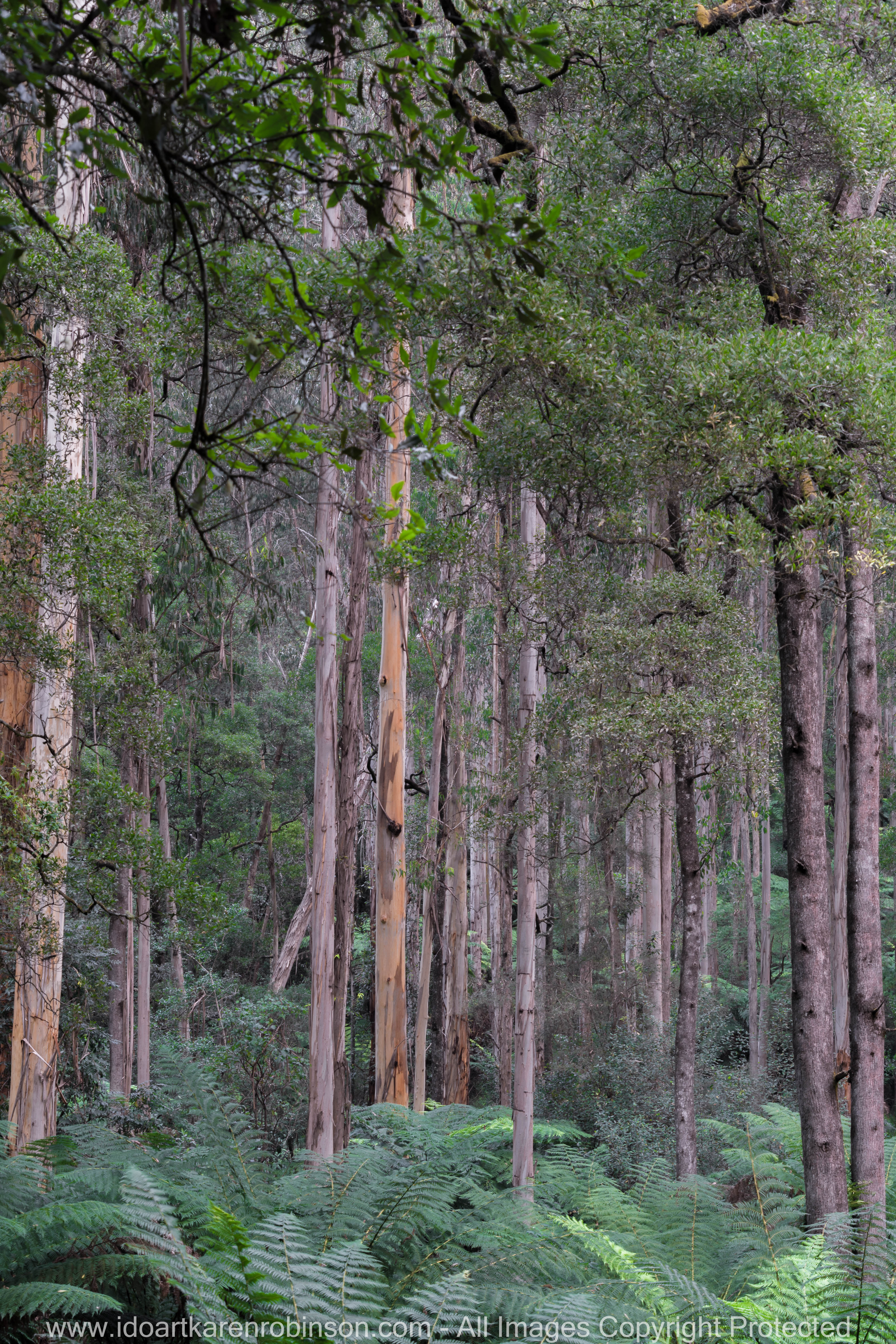 Cardina Shire, Victoria - Australia 'Toorongo Falls Reserve'_Photographed by ©Karen Robinson_www.idoartkarenrobinson.com - April 2017. Comments: My hubby, daughter and I stopped to visit the region of Toorongo Falls where green large ferns are plentiful, and tall gum trees reflect the late afternoon sun off their papery trunks, and the Toorongo River quickly passes by within this heavenly beautiful location.