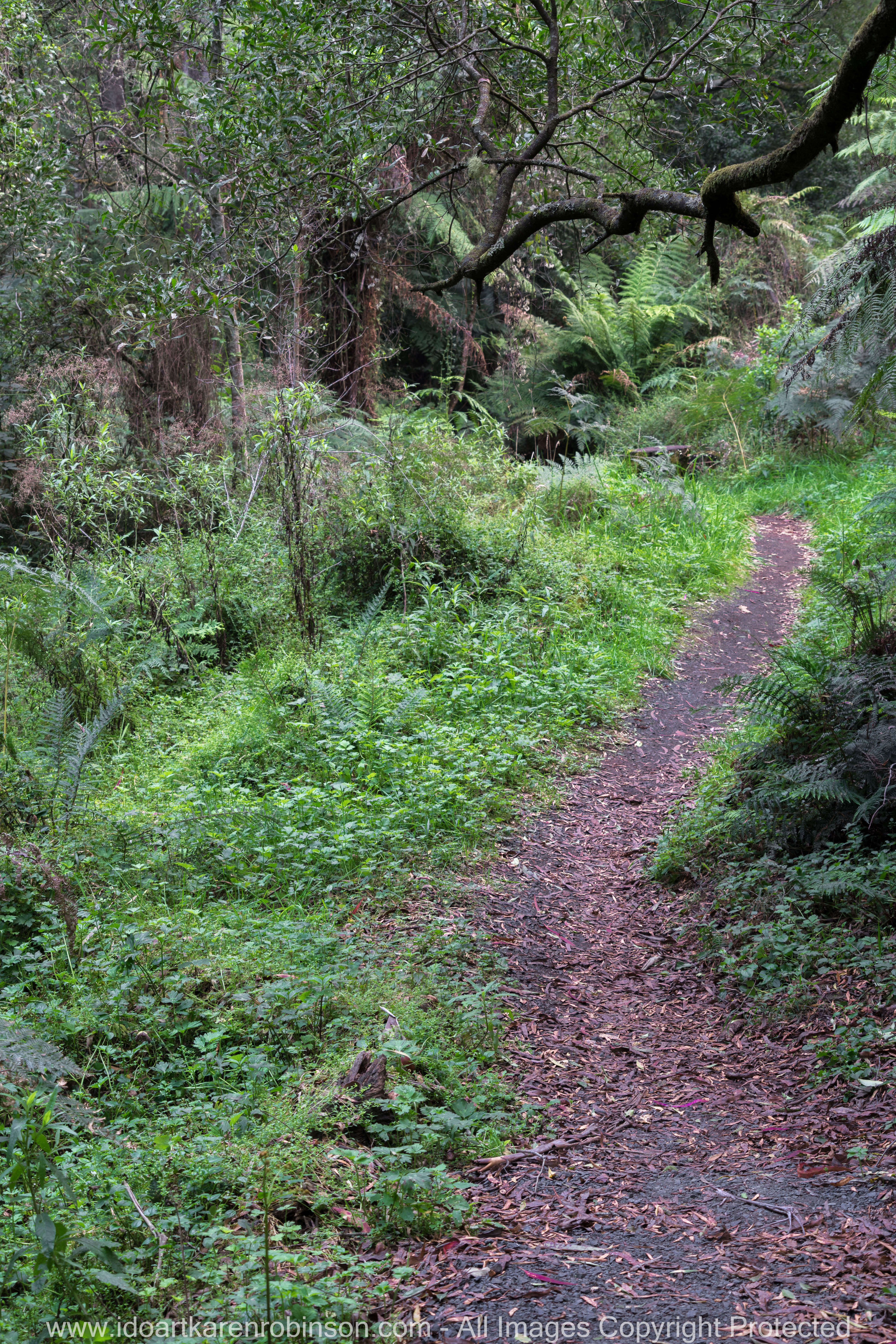 Cardina Shire, Victoria - Australia 'Toorongo Falls Reserve'_Photographed by ©Karen Robinson_www.idoartkarenrobinson.com - April 2017. Comments: My hubby, daughter and I stopped to visit the region of Toorongo Falls where green large ferns are plentiful, and tall gum trees reflect the late afternoon sun off their papery trunks, and the Toorongo River quickly passes by within this heavenly beautiful location.