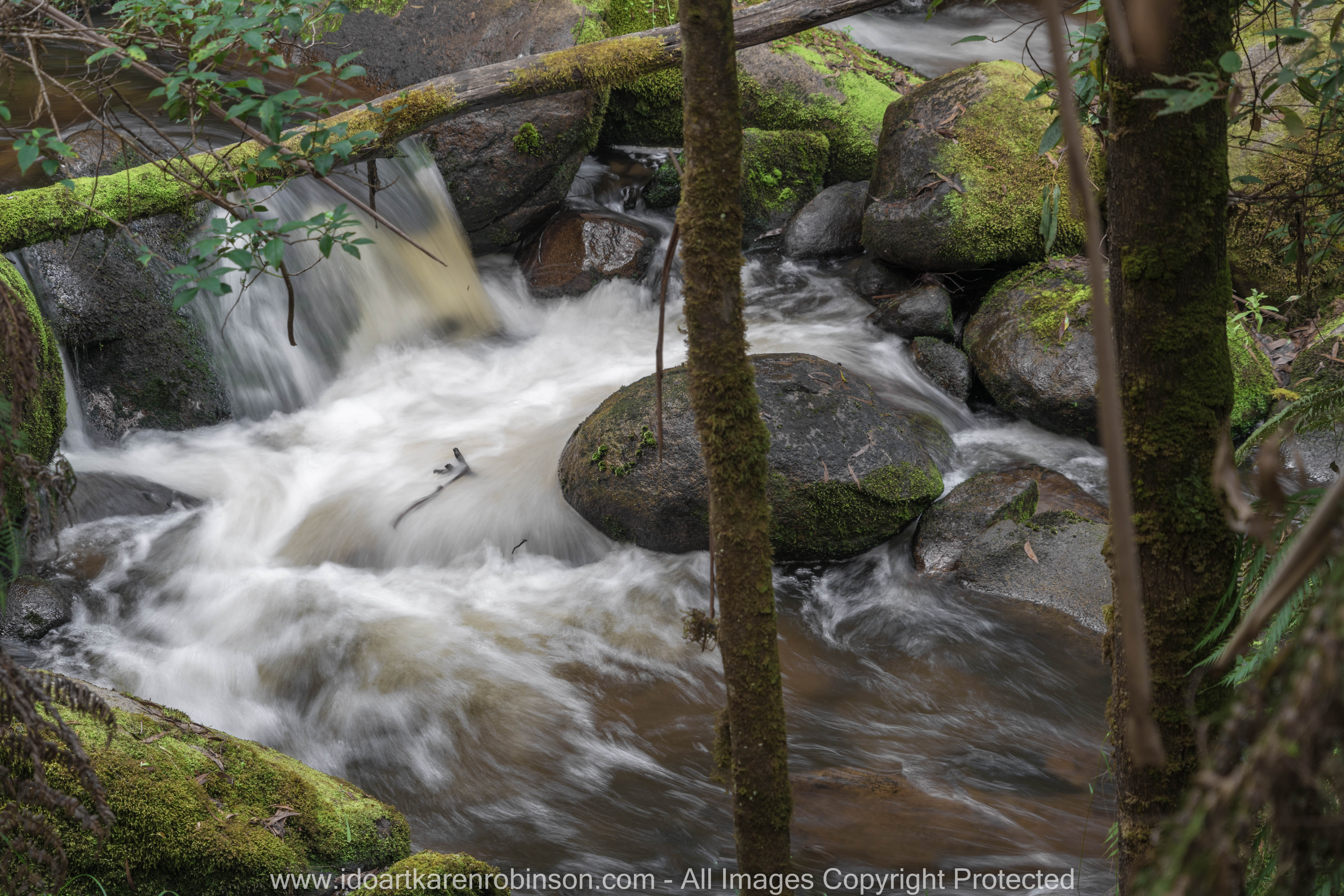 Cardina Shire, Victoria - Australia 'Toorongo Falls Reserve'_Photographed by ©Karen Robinson_www.idoartkarenrobinson.com - April 2017. Comments: My hubby, daughter and I stopped to visit the region of Toorongo Falls where green large ferns are plentiful, and tall gum trees reflect the late afternoon sun off their papery trunks, and the Toorongo River quickly passes by within this heavenly beautiful location.