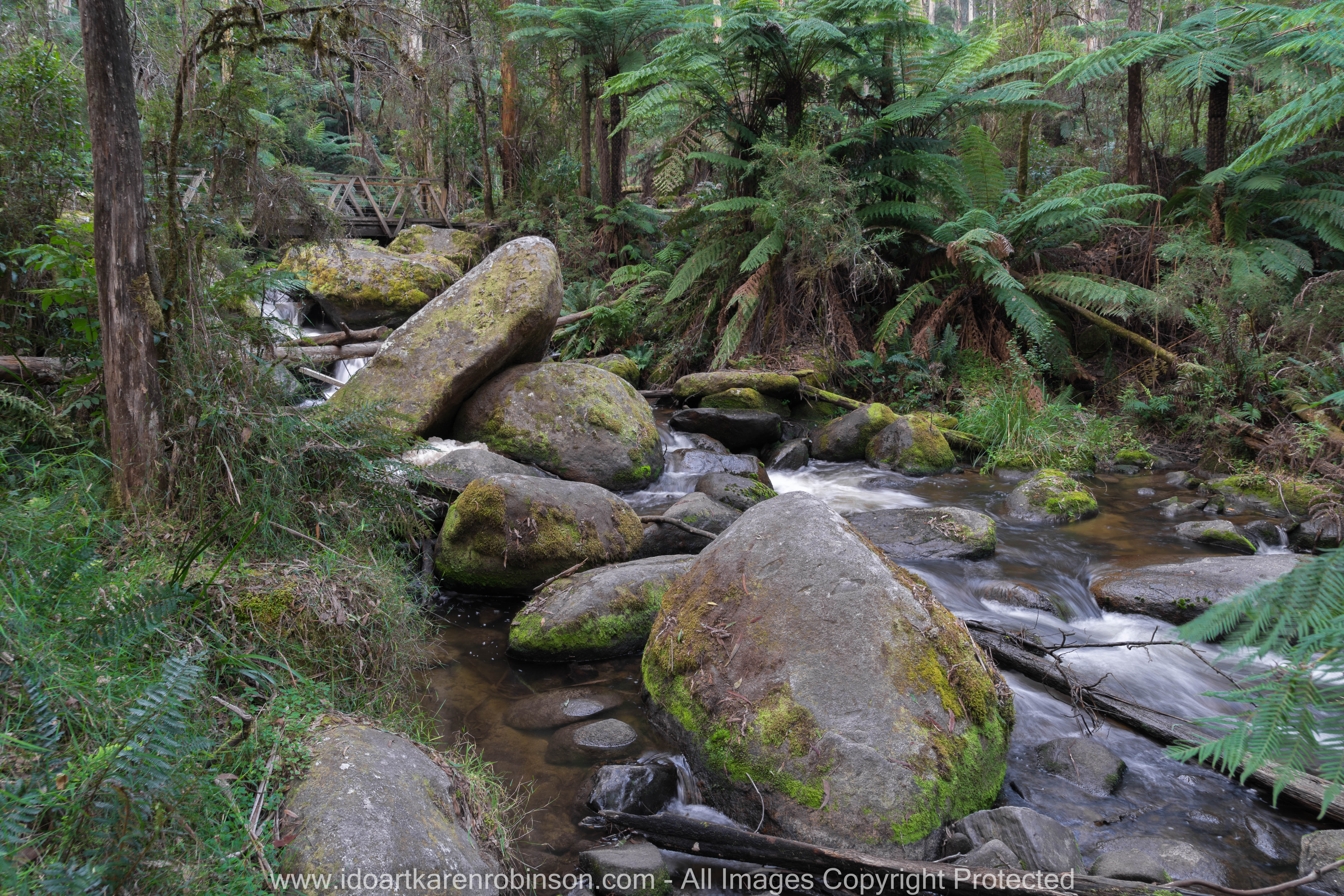Cardina Shire, Victoria - Australia 'Toorongo Falls Reserve'_Photographed by ©Karen Robinson_www.idoartkarenrobinson.com - April 2017. Comments: My hubby, daughter and I stopped to visit the region of Toorongo Falls where green large ferns are plentiful, and tall gum trees reflect the late afternoon sun off their papery trunks, and the Toorongo River quickly passes by within this heavenly beautiful location.