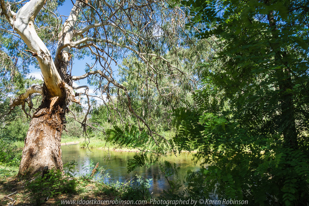Cheshunt, Victoria - Australia 'King River near Hamiltons Bridge' Photographed by Karen Robinson Jan 2018 NB. All images are protected by copyright laws. Comments: A beautiful summer's day around this region taking in the sights of the King River and surrounds Vineyards.