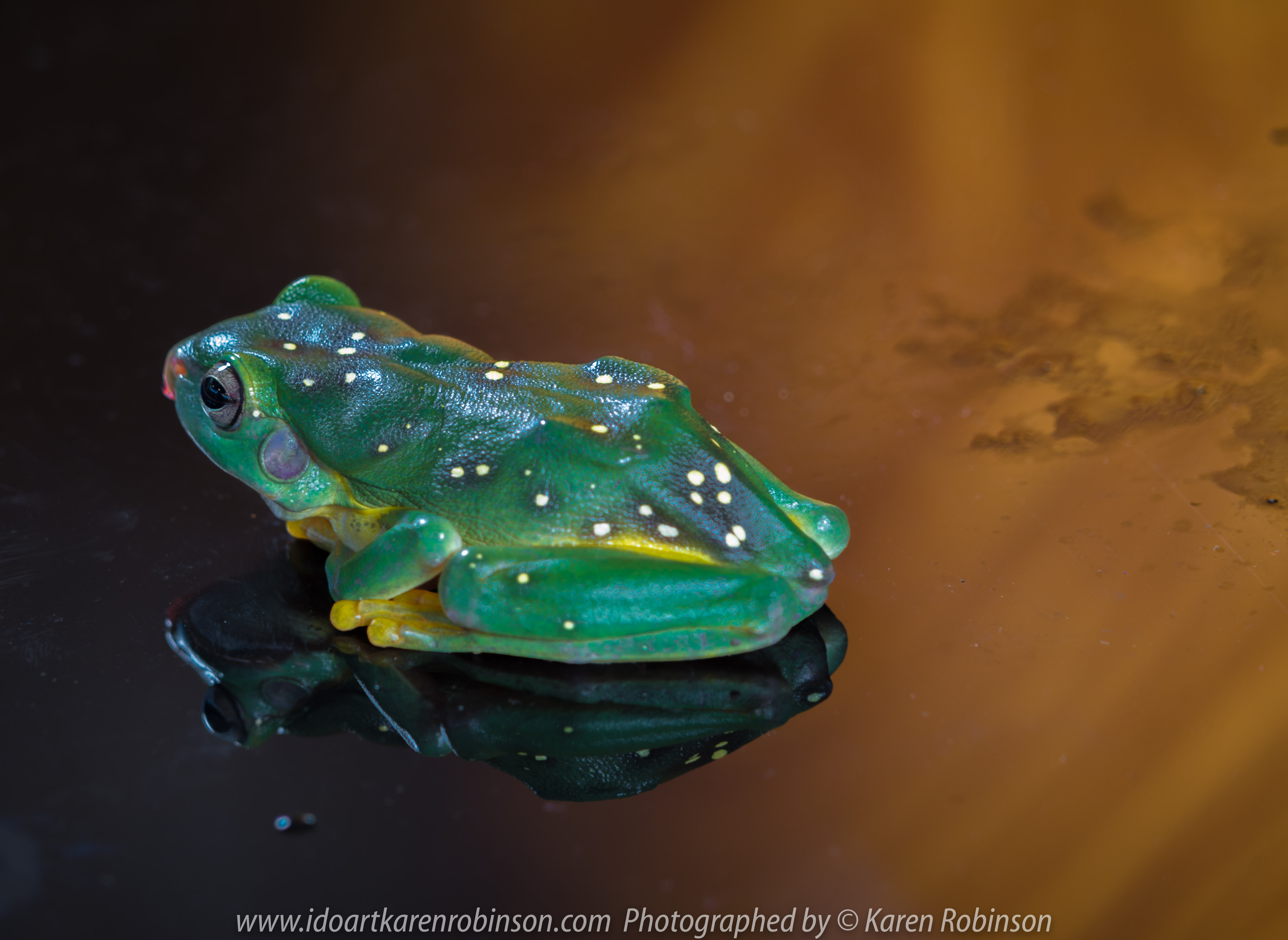 Craigieburn, Victoria - Australia_Photographed by Karen Robinson November, 2017 Comments: A couple of hours with the Craigieburn Camera Club taking photographs of an Albino Darwin Carpet Python, Angle-Headed Dragon, Blotched Blue-Tongue Lizard, Magnificent Tree Frog, Shingleback Lizard, Tawny Frogmouth Owl and a Leaf Stick Insect - all provided by Aussie Wildlife Displays - Australian Animals. www.idoartkarenrobinson.com Featuring Magnificent Tree Frog