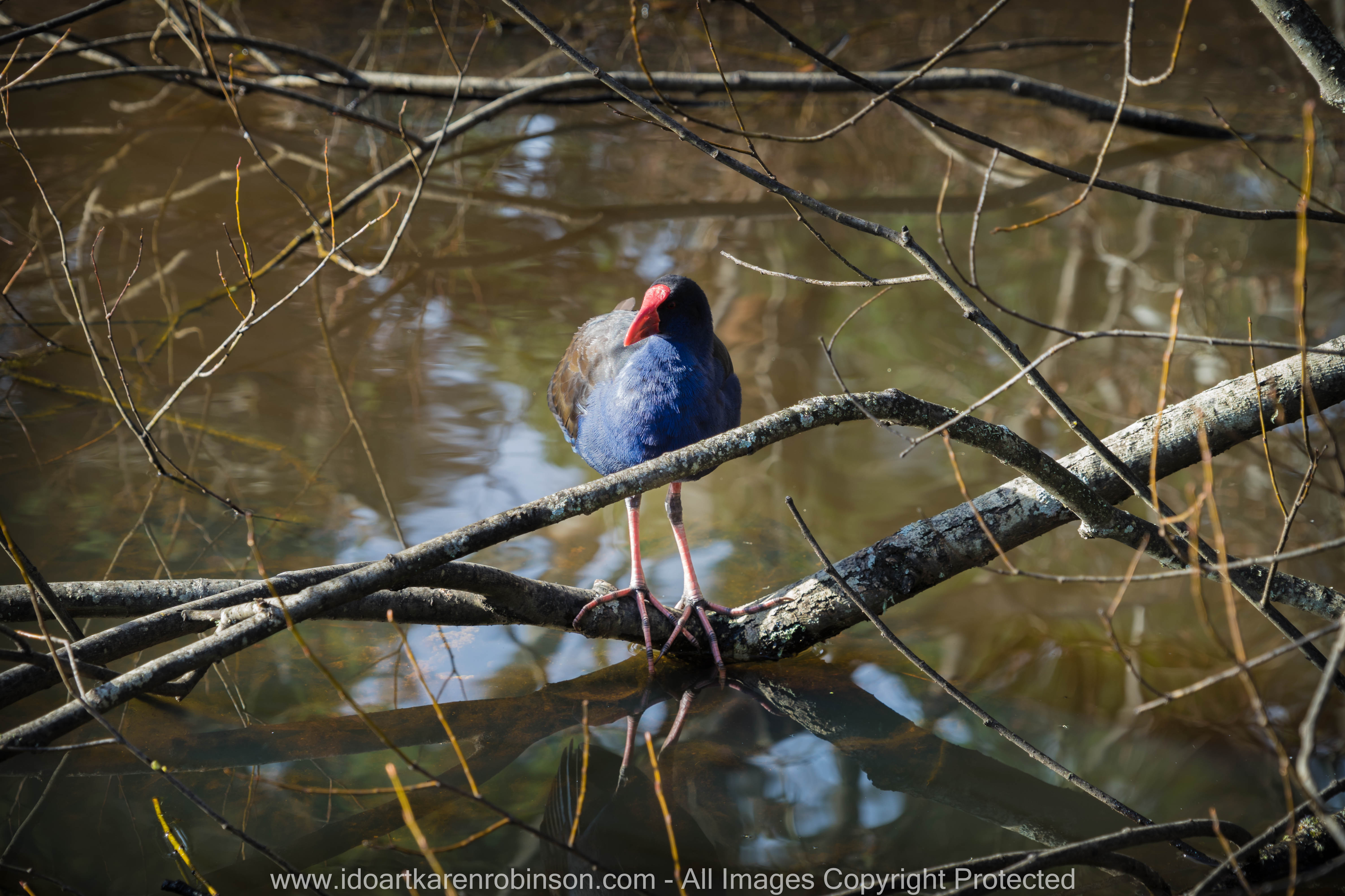 Daylesford Region, Victoria - Australia "Jubilee Lake"_ Photographed by ©Karen Robinson www.idoartkarenrobinson.com June 2017. Comments: Husband and I visiting the region to take photographs on this beautiful, fresh winter's day. Saw Purple Swamphen Waterbird.