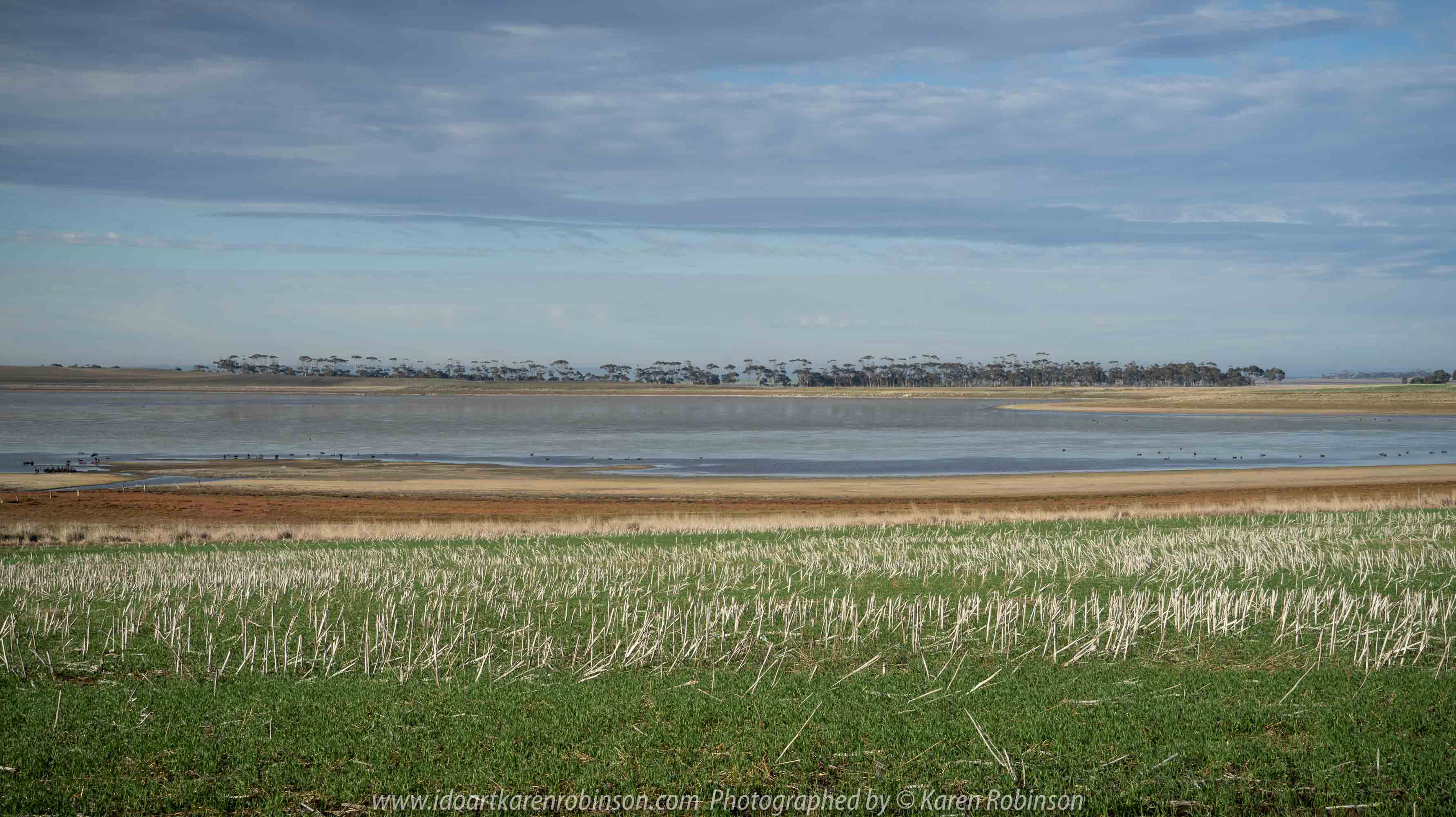 Duverney, Victoria - Australia 'Lake Rosine' Photographed by Karen Robinson June 2019 Comments - Early morning view across Lake Rosine where a mass of Black Swans swam close to its shoreline.