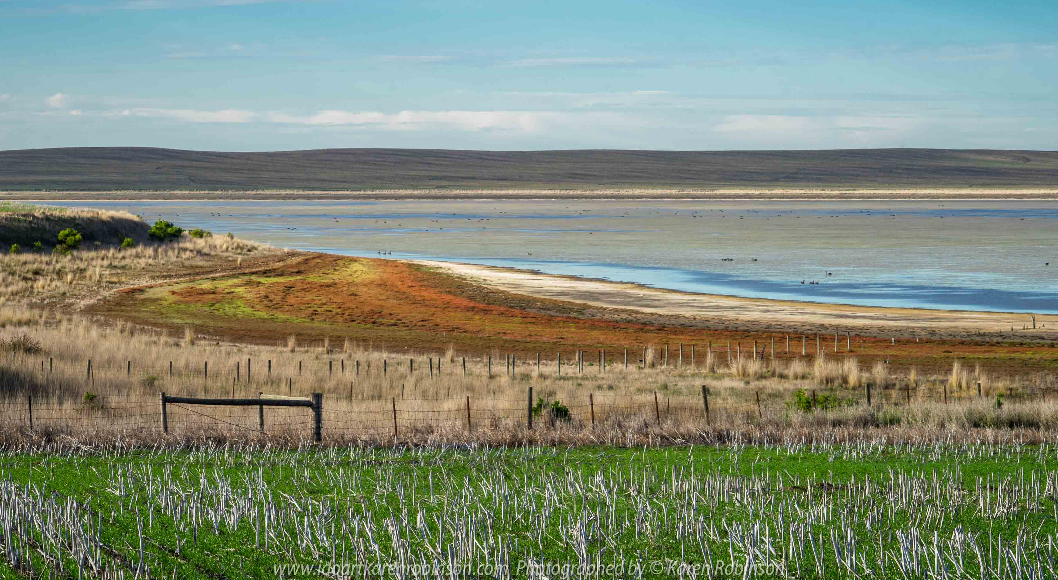 Duverney, Victoria - Australia 'Lake Rosine' Photographed by Karen Robinson June 2019 Comments - Early morning view across Lake Rosine where a mass of Black Swans swam close to its shoreline.