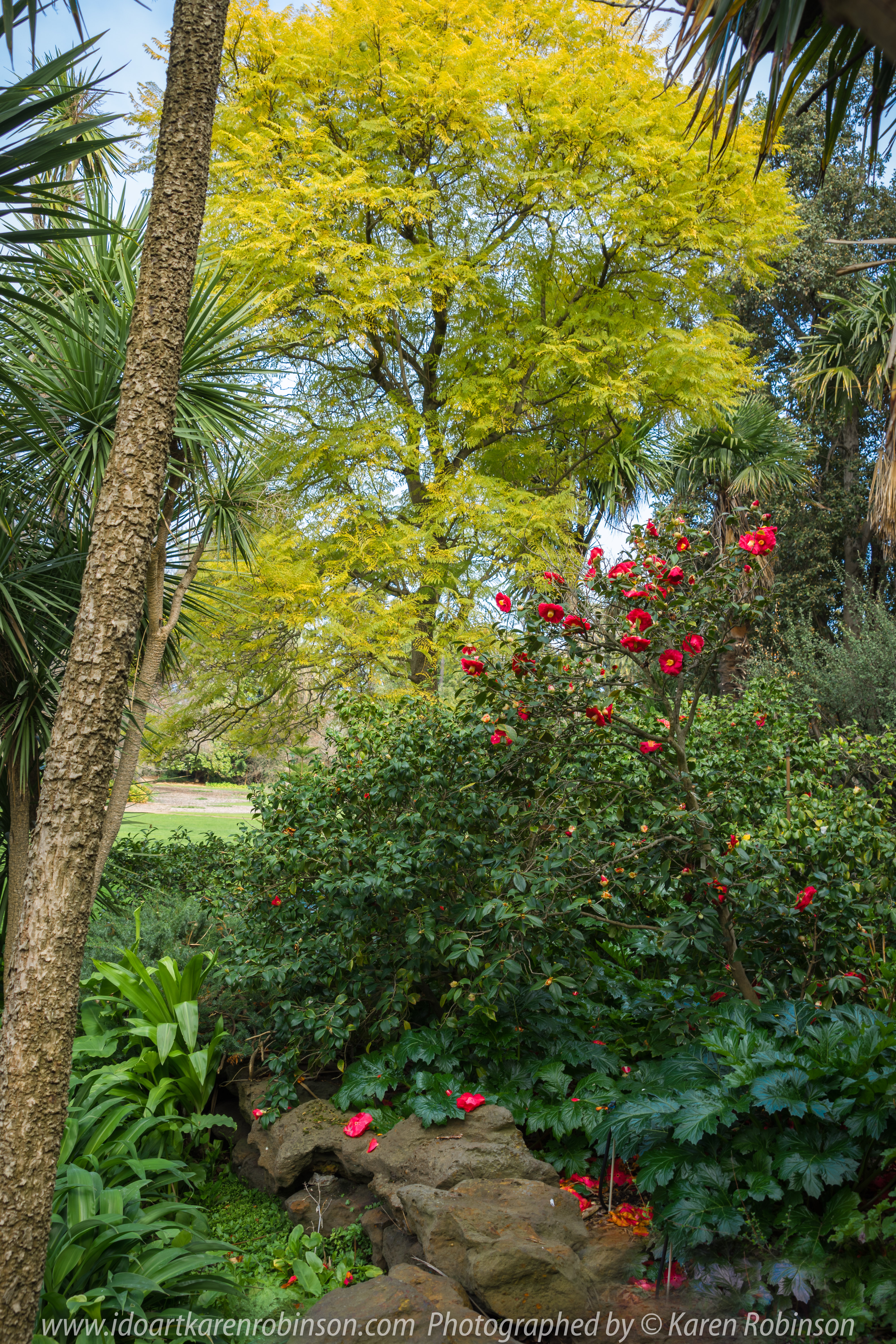 Elsternwick, Victoria - Australia_Photographed by ©Karen Robinson_ www.idoartkarenrobinson.com September 10, 2017 Comments: My hubby and I with the Craigieburn Camera Club at Rippon Lea House and Gardens. "It is one of Australia's finest grand suburban estates and the first to achieve National Heritage Listing, recognising its unique significance. The historic mansion is located within a vast pleasure garden of sweeping lawns that cover more than 14 acres and features a windmill, lookout tower, heritage orchard, lake, waterfall, fernery and more!" Photograph featuring Camellia Japonica flowers in bloom.