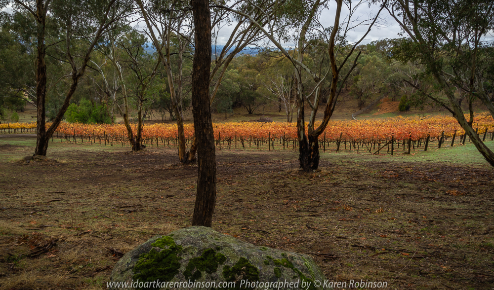 Glenrowan, Victoria - Australia 'Local Region' Photographed by Karen Robinson June 2018 NB. All images are protected by copyright laws Comments - Hubby and I spotted a number of beautiful scenic spots within this region. On the tail end of Autumn, Cherry trees at Smith's Orchard and Grapevines displayed glorious brightly coloured leaves. Local farming landscape scenes hidden away from the mainstream roads revealed countryside enjoyed by local farmers.