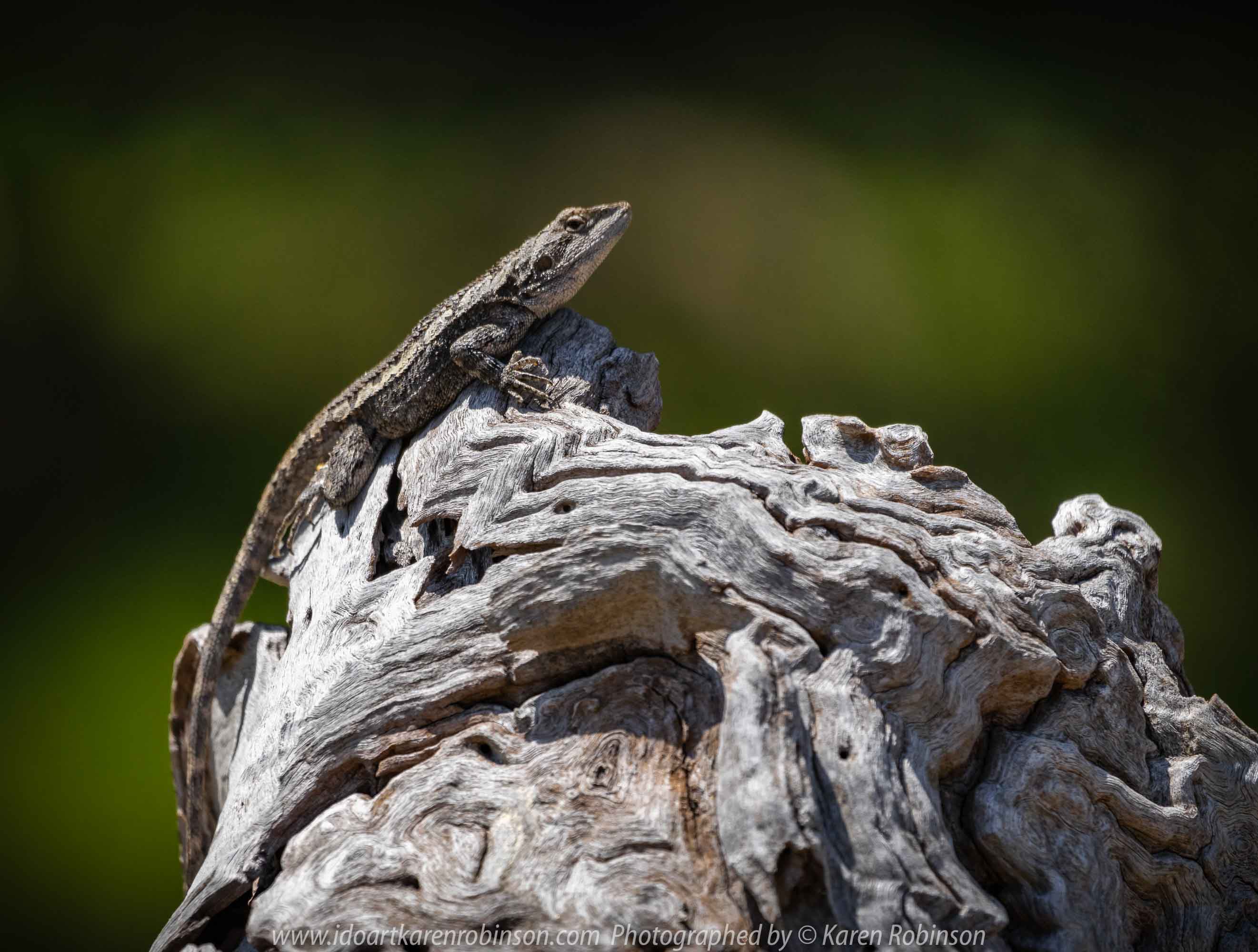 Greenvale, Victoria - Australia 'Woodlands Historical Park' Photographed by Karen Robinson November 2018 Comments - a Day with daughter, grand daughter and hubby walking through this historical park taking photographs of animals and birds. Photograph featuring Jacky Dragon Lizard.