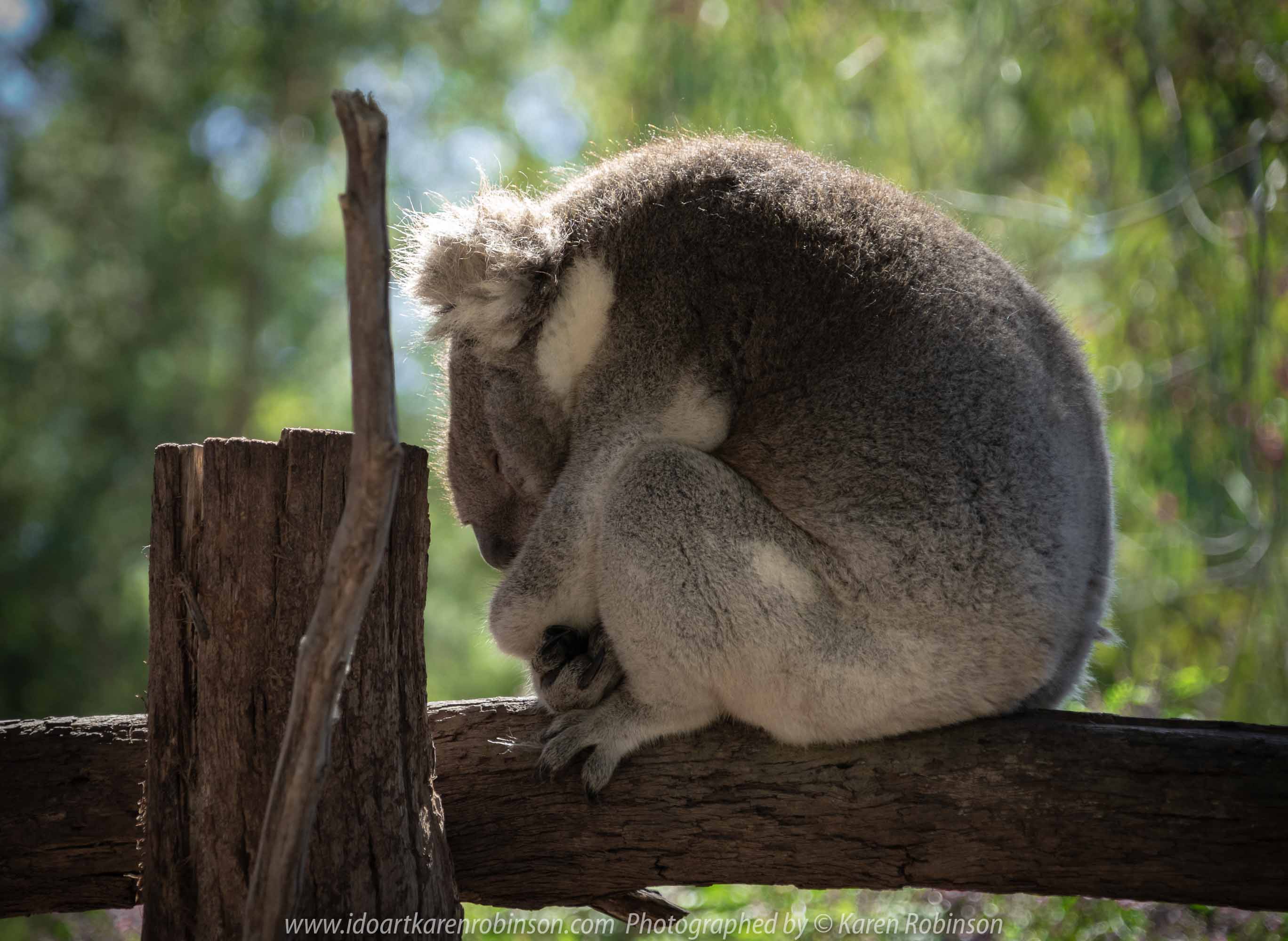 Healesville, Victoria - Australia 'Healesville Sanctuary - Visit No.1' Photographed by Karen Robinson September 2018 NB. All images are protected by copyright laws. Comments - This was our first visit to Healesville Sanctuary (Zoos Victoria) for many years. On this beautiful spring day we managed to cover just part of the sanctuary with the intention to revisit again at a later date to photograph other animals and bird not covered at this particular visit. Photographing them was certainly a challenge for me! Photograph featuring Koala sleeping peacefully! #Splendid #Nature #Wondrous #Care
