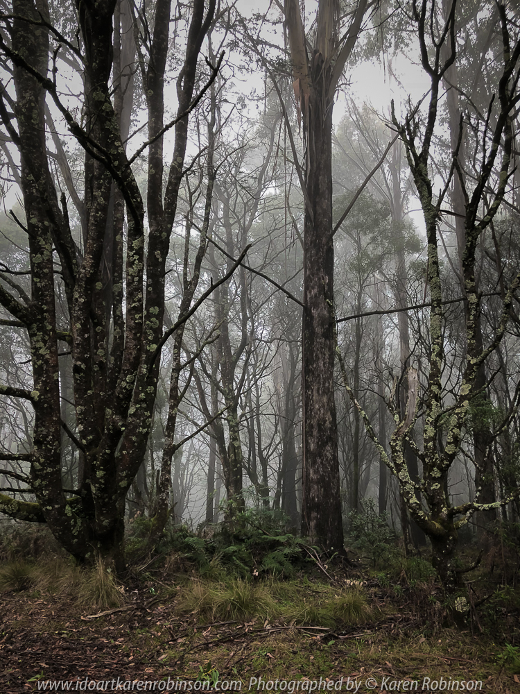 Hesket, Victoria - Australia 'Sanatorium Lake' Photographed by Karen Robinson May 2018 NB. All images are protected by copyright laws. Comments: An afternoon drive to see this man-made lake, famous for its intense reflections and during the 19th century, the cool climate of the Macedon region was thought to provided a perfect environment for patients suffering tuberculosis. A very cool afternoon, where fine mist filtered through the lush green vegetation creating a mystical atmosphere.