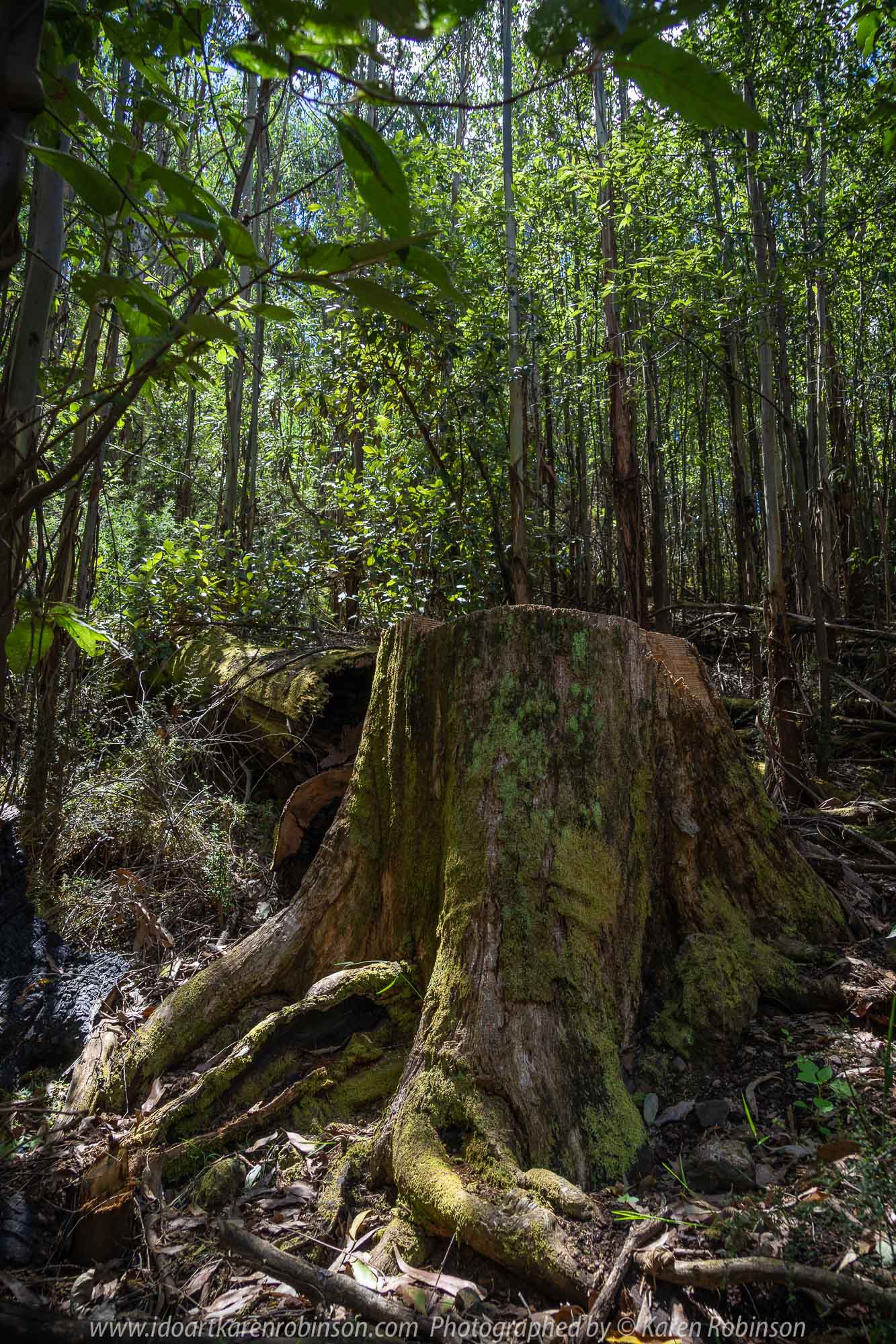 Kinglake, Victoria - Australia 'Jehosaphat Gully Walking Track in Kinglake National Park' Photographed by Karen Robinson February 2019 Comments - Hubby and I visiting the newly restored track upon its reopening after it was destroyed by Victoria's Black Saturday bushfires in 2009.