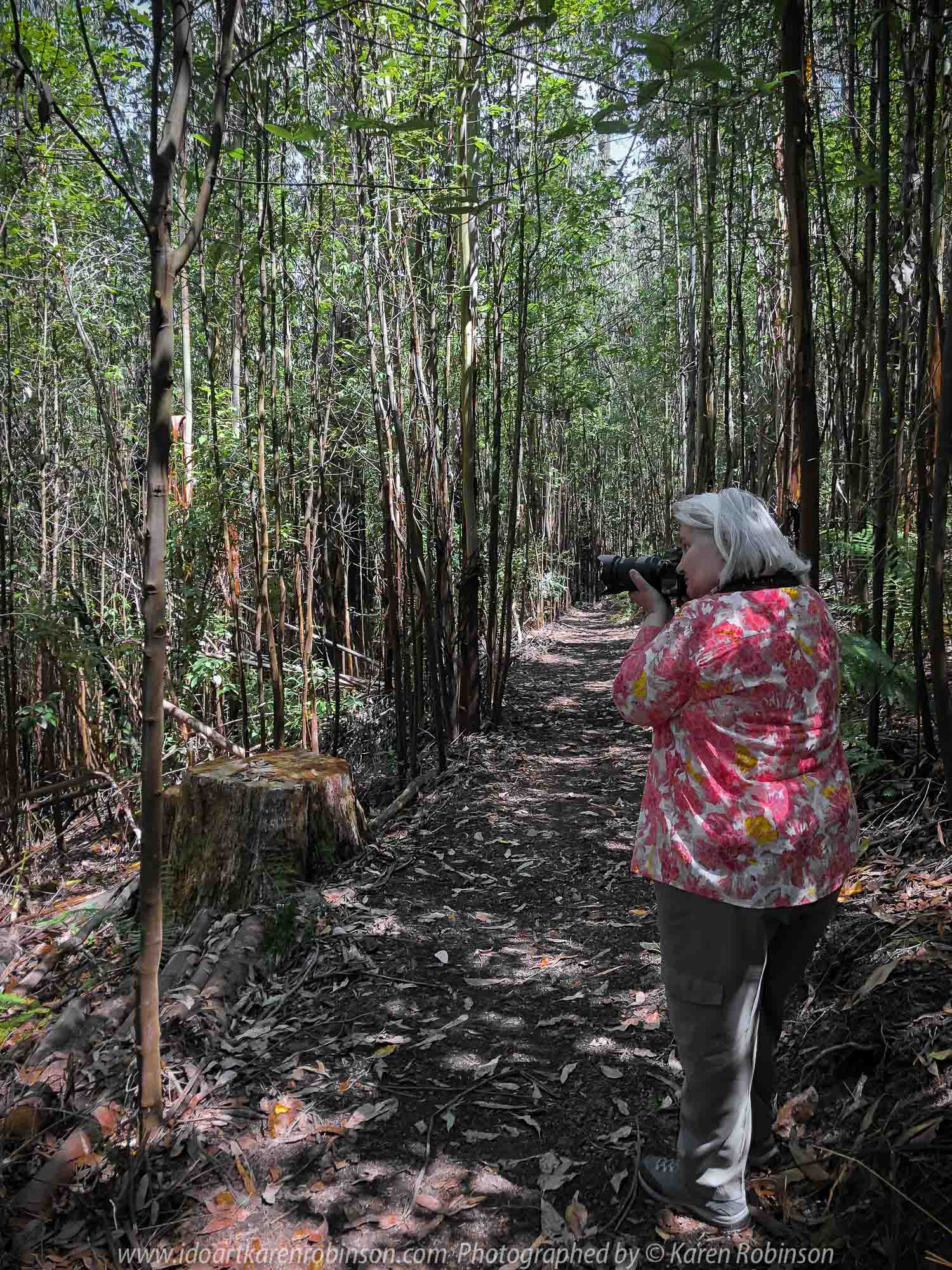 Kinglake, Victoria - Australia 'Jehosaphat Gully Walking Track in Kinglake National Park' Photographed by Karen Robinson February 2019 Comments - Hubby and I visiting the newly restored track upon its reopening after it was destroyed by Victoria's Black Saturday bushfires in 2009. Photograph featuring Karen Robinson Photographer.