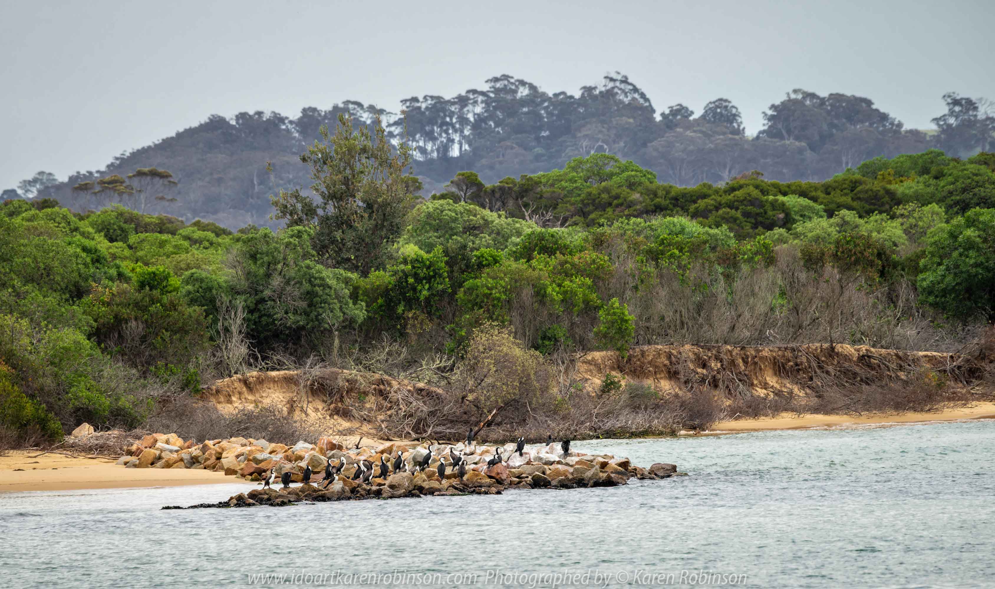 Lakes Entrance, Victoria - Australia 'Shoreline and Harbour Views' Photographed by Karen Robinson January 2019 Comments - On our way to see hubby's brother, we made a slight detour to visit this area. The weather was overcast but still pleasant. It was difficult to photography scenes I wanted and I realised that aerial shots would be best, so we went to a couple of lookouts to help capture some overview shots of Lakes Entrance. Photograph featuring Pied Cormorants.
