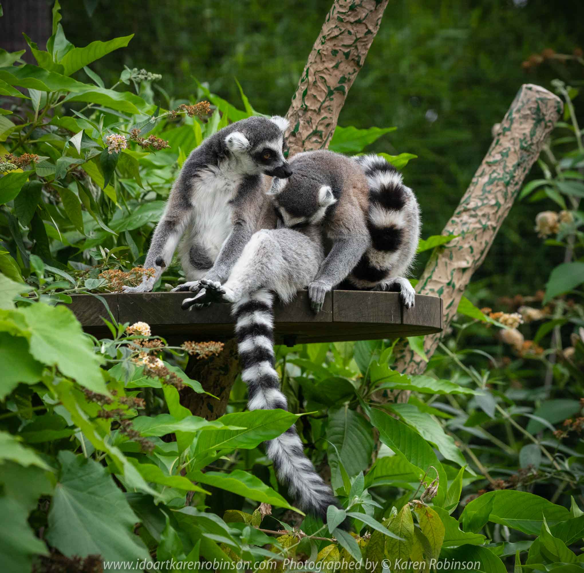 Parkville, Victoria - Australia 'Melbourne Zoo Trip 7' Photographed by Karen Robinson February 2019 Comments - This time it was about photographing the Ring-tailed and the Black and White Ruffed Lemurs.
