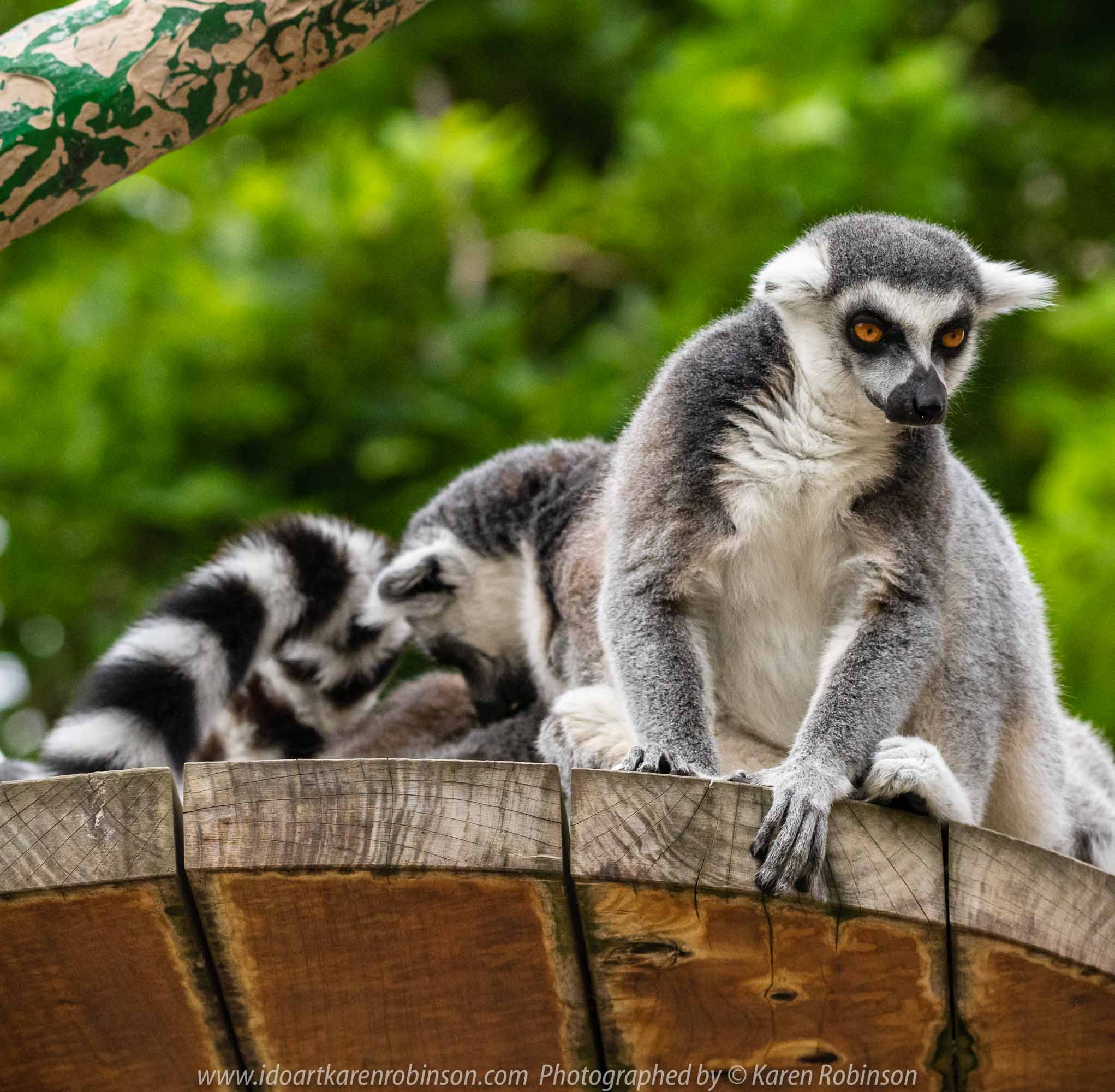 Parkville, Victoria - Australia 'Melbourne Zoo Trip 7' Photographed by Karen Robinson February 2019 Comments - This time it was about photographing the Ring-tailed and the Black and White Ruffed Lemurs.