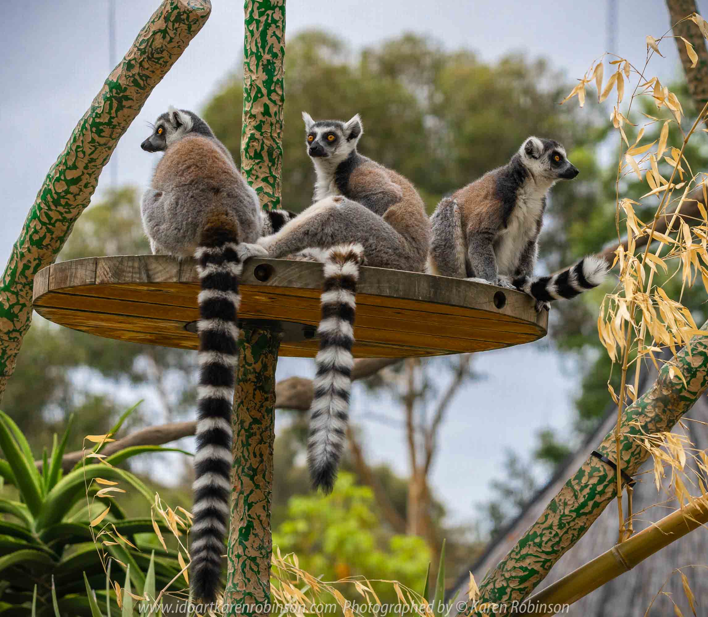 Parkville, Victoria - Australia 'Melbourne Zoo Trip 7' Photographed by Karen Robinson February 2019 Comments - This time it was about photographing the Ring-tailed and the Black and White Ruffed Lemurs.