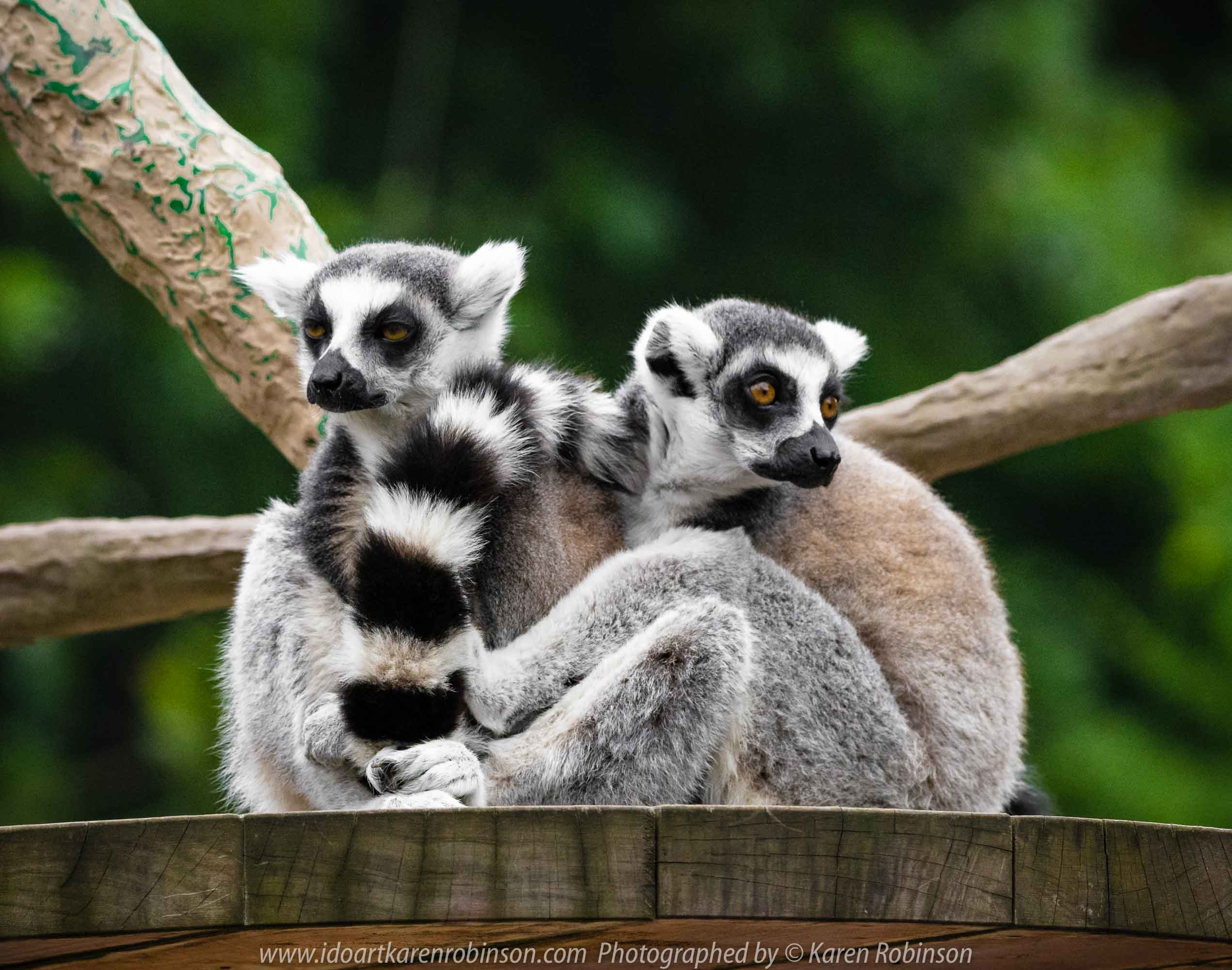 Parkville, Victoria - Australia 'Melbourne Zoo Trip 7' Photographed by Karen Robinson February 2019 Comments - This time it was about photographing the Ring-tailed and the Black and White Ruffed Lemurs.