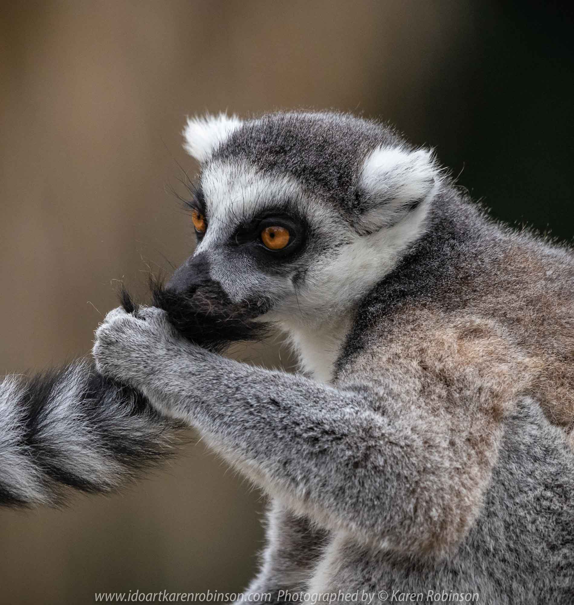 Parkville, Victoria - Australia 'Melbourne Zoo Trip 7' Photographed by Karen Robinson February 2019 Comments - This time it was about photographing the Ring-tailed and the Black and White Ruffed Lemurs.