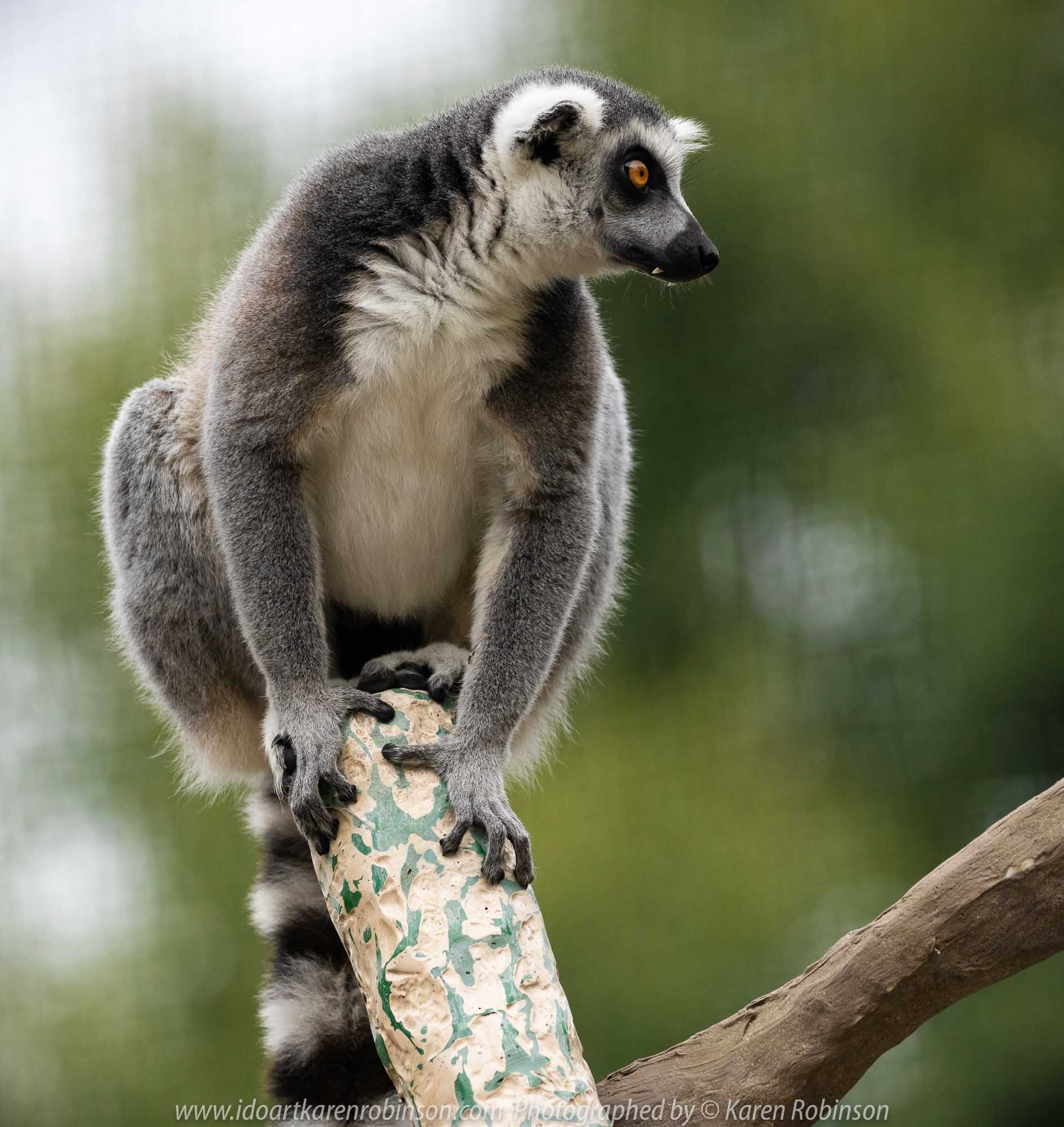 Parkville, Victoria - Australia 'Melbourne Zoo Trip 7' Photographed by Karen Robinson February 2019 Comments - This time it was about photographing the Ring-tailed and the Black and White Ruffed Lemurs.