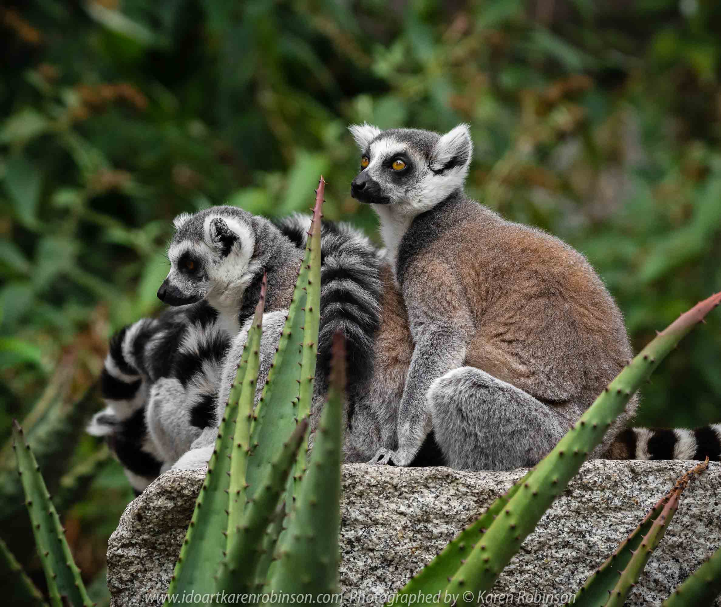 Parkville, Victoria - Australia 'Melbourne Zoo Trip 7' Photographed by Karen Robinson February 2019 Comments - This time it was about photographing the Ring-tailed and the Black and White Ruffed Lemurs.