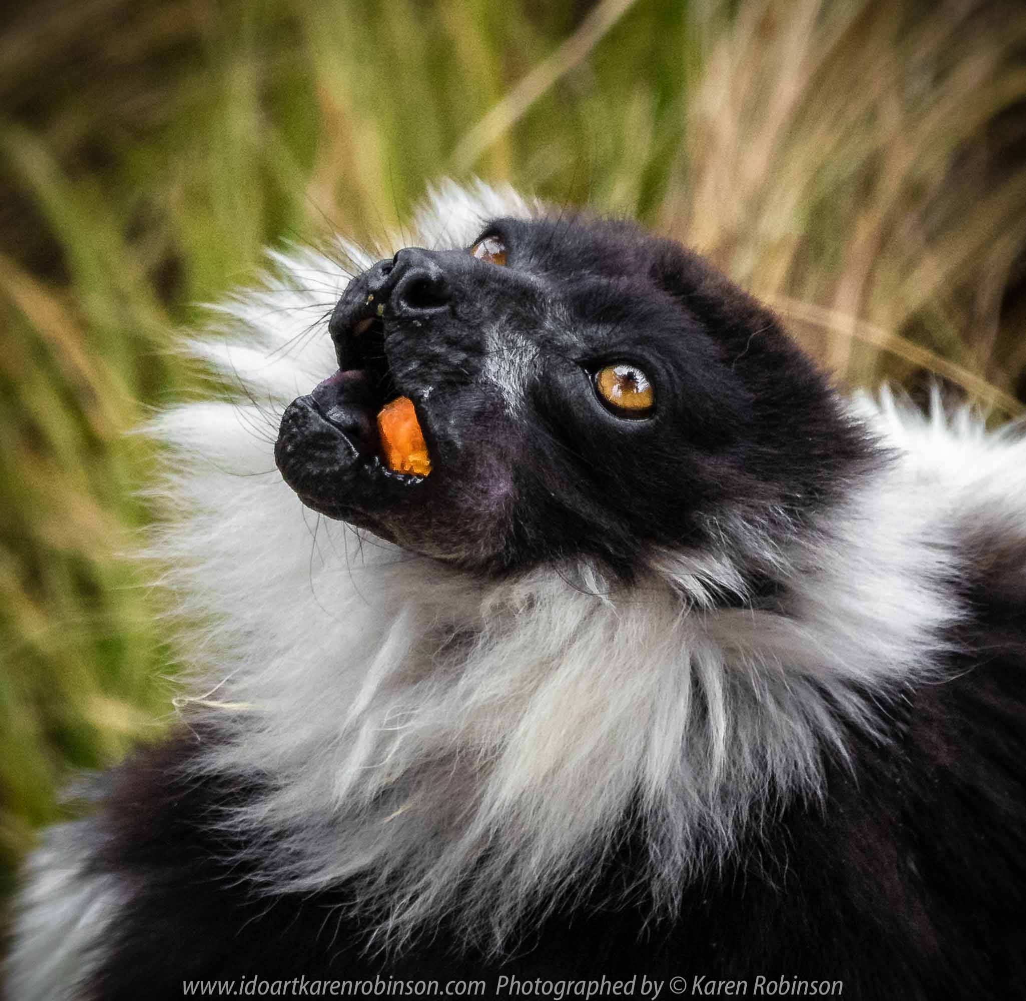 Parkville, Victoria - Australia 'Melbourne Zoo Trip 7' Photographed by Karen Robinson February 2019 Comments - This time it was about photographing the Ring-tailed and the Black and White Ruffed Lemurs.
