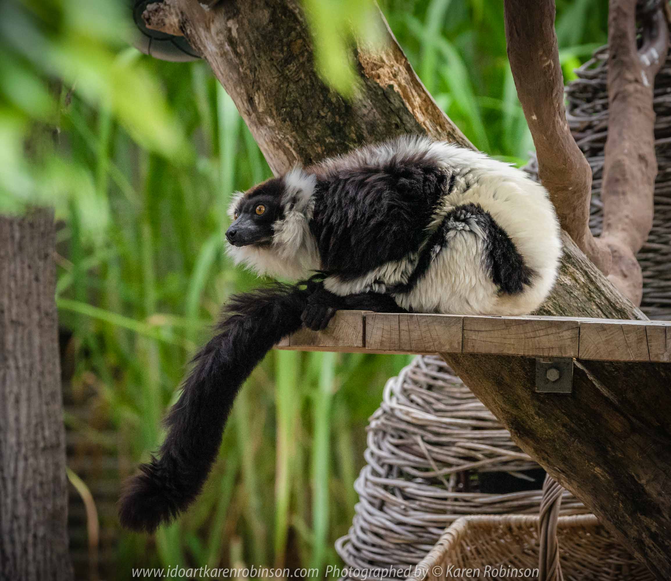 Parkville, Victoria - Australia 'Melbourne Zoo Trip 7' Photographed by Karen Robinson February 2019 Comments - This time it was about photographing the Ring-tailed and the Black and White Ruffed Lemurs.