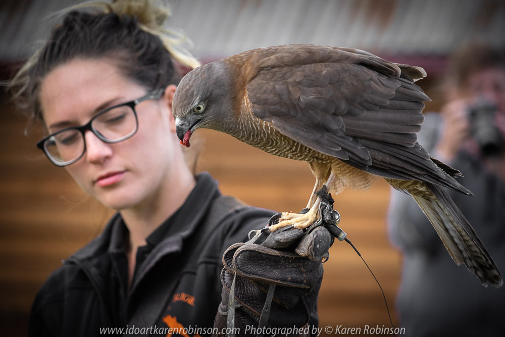 Miners Rest, Victoria - Australia 'Full Flight Birds of Prey' Photographed by Karen Robinson April 2018 NB. All images are protected by copyright laws. Comments - A day with the Craigieburn Camera Club Photography members - visiting and photographing amazing flight displays with stunning Australian raptors and owls - Brown Goshawk