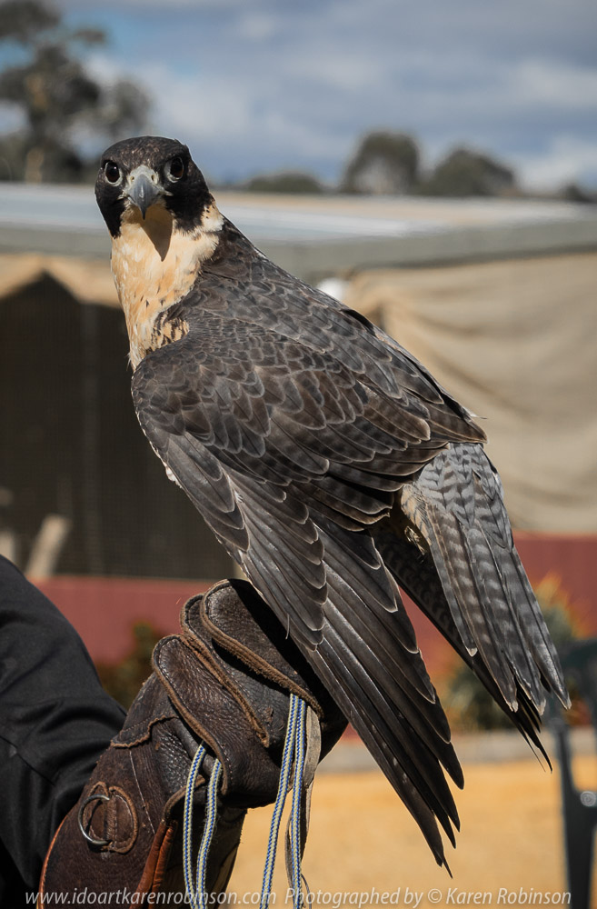 Miners Rest, Victoria - Australia 'Full Flight Birds of Prey' Photographed by Karen Robinson April 2018 NB. All images are protected by copyright laws. Comments - A day with the Craigieburn Camera Club Photography members - visiting and photographing amazing flight displays with stunning Australian raptors and owls - Peregrine Falcon