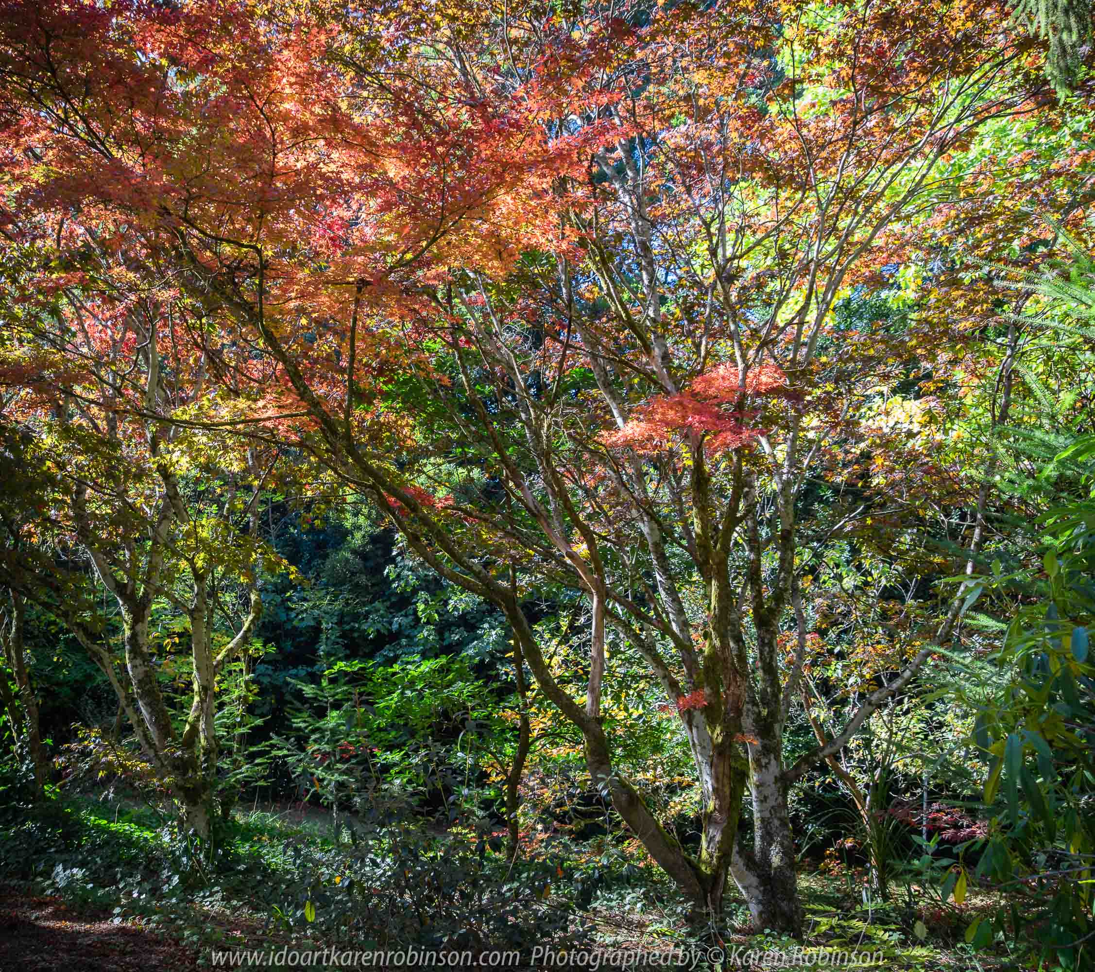 Mount Macedon, Victoria - Australia 'Duneira Heritage Garden' Photographed by Karen Robinson April 2019 Comments - A beautiful Autumn day with hubby at these magnificent gardens where tall trees are the dominating feature. Photograph featuring Maple tree shedding its lipstick red coloured Autumn leaves.