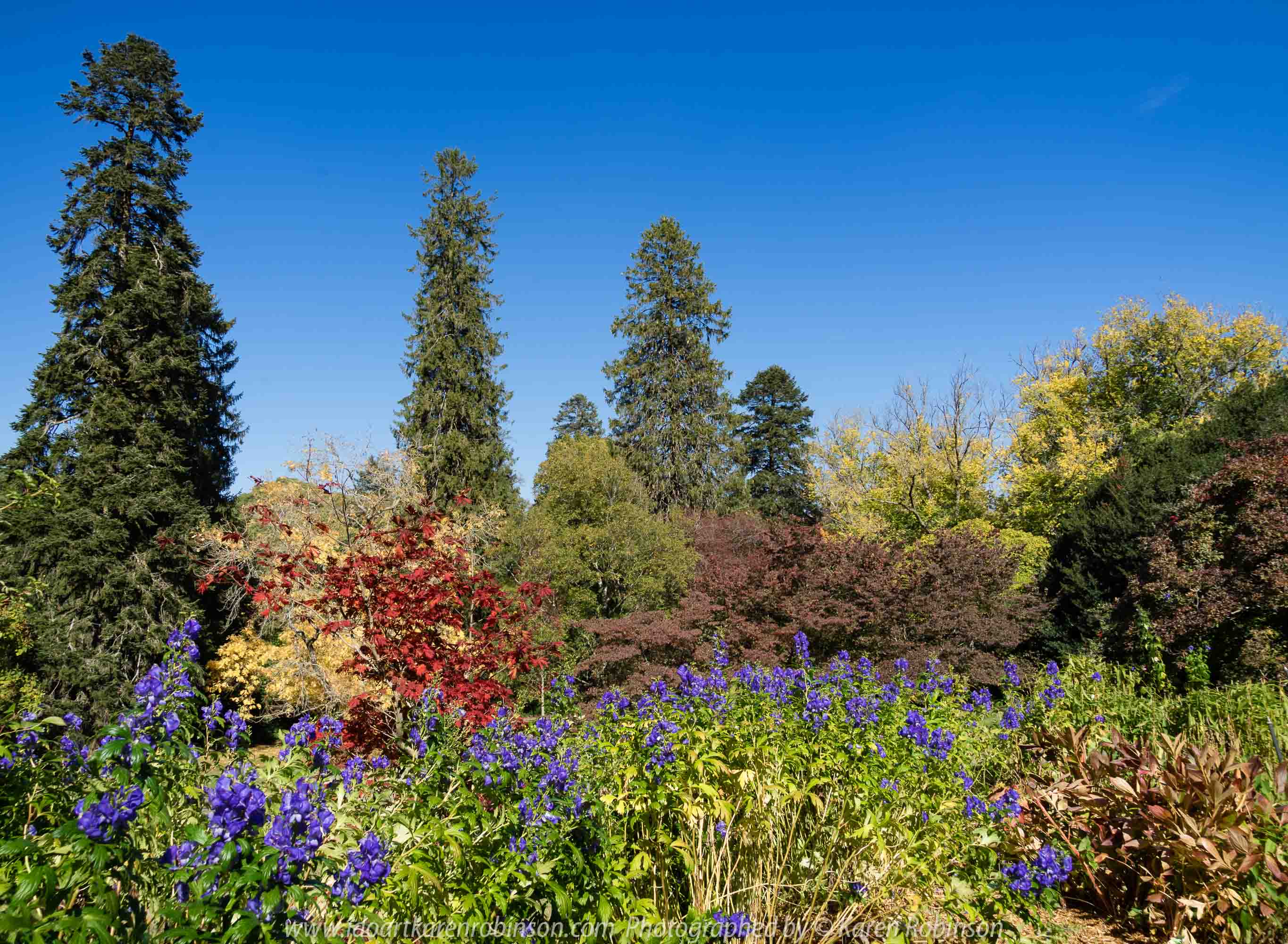 Mount Macedon, Victoria - Australia 'Duneira Heritage Garden' Photographed by Karen Robinson April 2019 Comments - A beautiful Autumn day with hubby at these magnificent gardens where tall trees are the dominating feature.