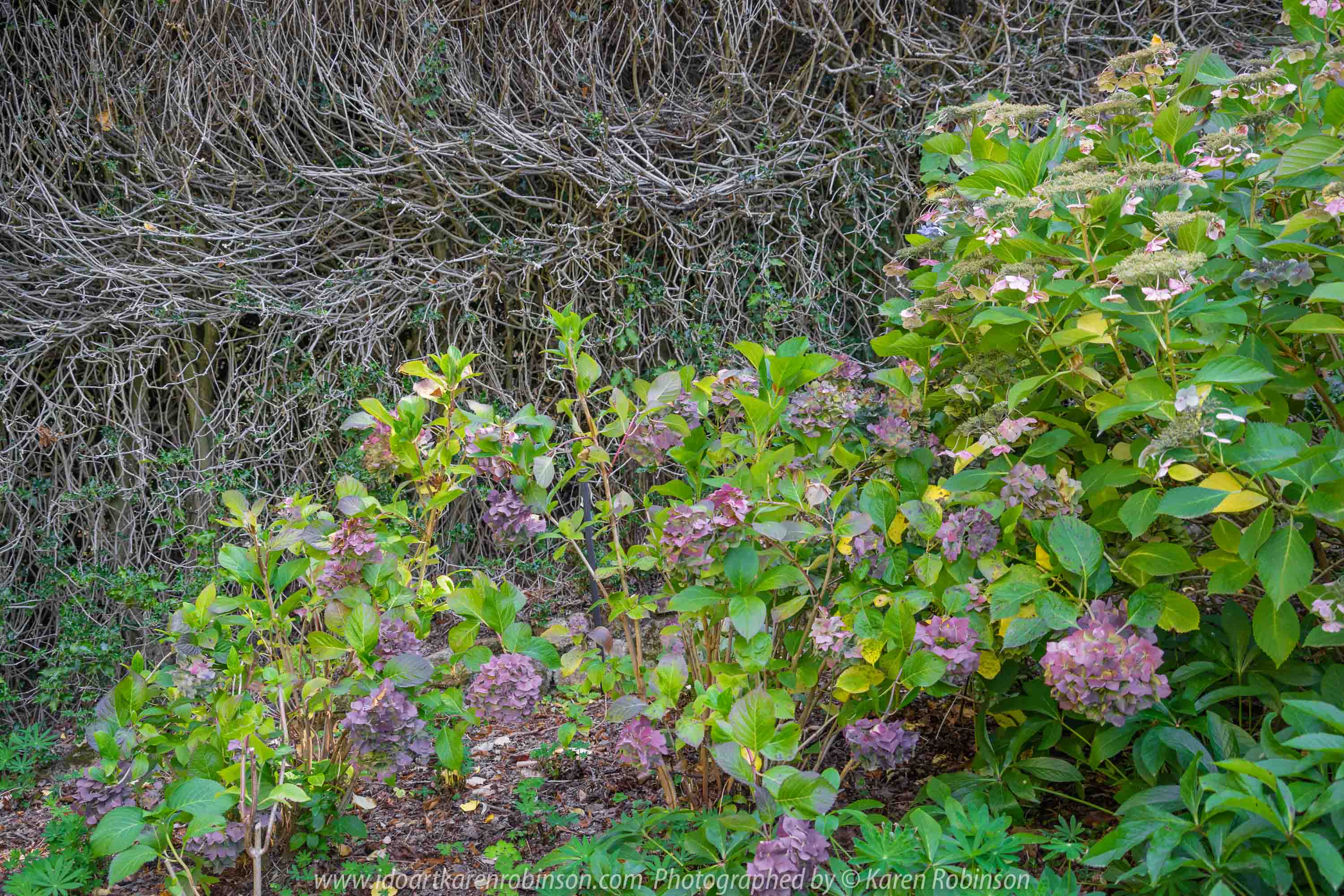 Mount Macedon, Victoria - Australia 'Duneira Heritage Garden' Photographed by Karen Robinson April 2019 Comments - A beautiful Autumn day with hubby at these magnificent gardens where tall trees are the dominating feature.