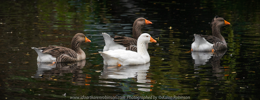 NB. All images are protected by copyright laws. Comments - A grey, cold Autumn day spent photographing these beautiful, picturesque gardens consisting of 7.5 acres of lush grounds, a whimsical playground, lakes, geese and fountains with hubby.