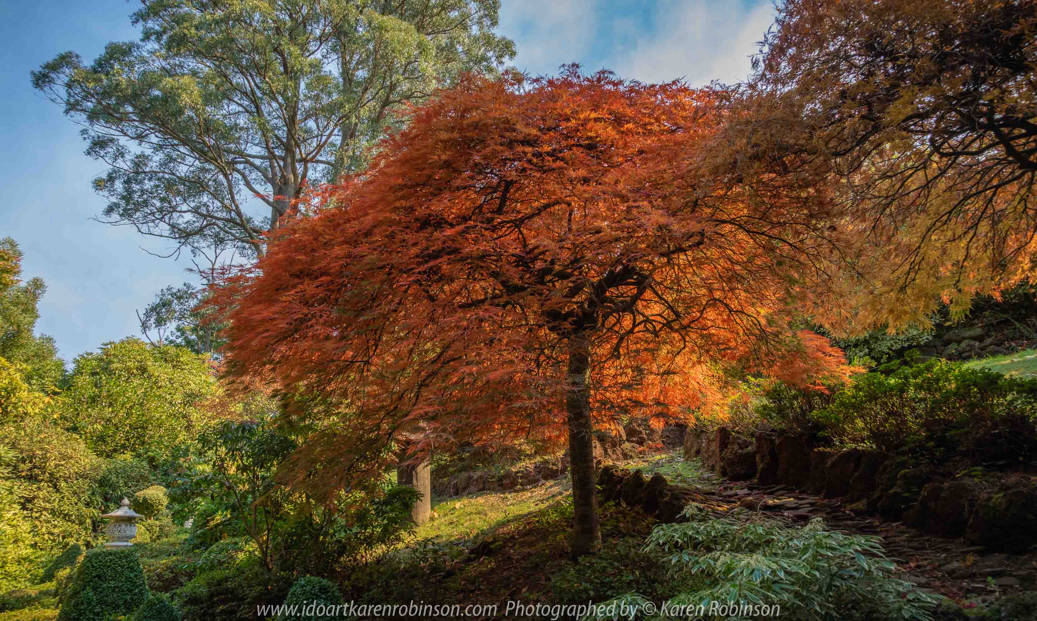 Victoria - Australia 'Forest Glade Gardens' Photographed by Karen Robinson May 2019 Comments - Autumn visit to one of Australia's most beautiful private gardens.